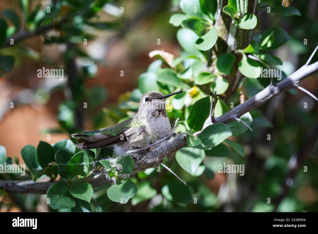 Femelle Anna’s Hummingbird (Calypte anna), assise sur son prochain, Arizona, USA Banque D'Images