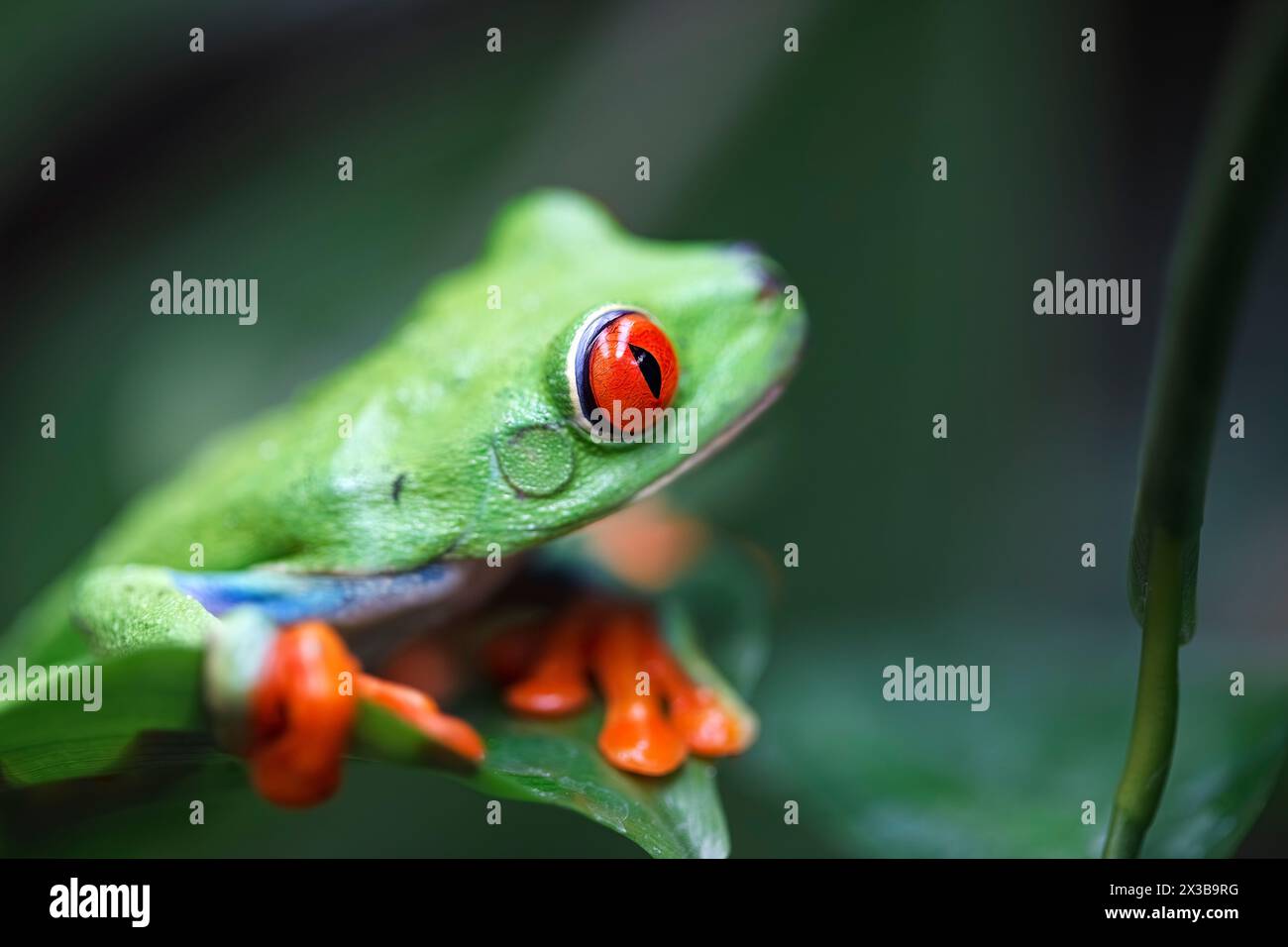 La rainette aux yeux rouges (agalychnis callidryas), Costa Rica Banque D'Images