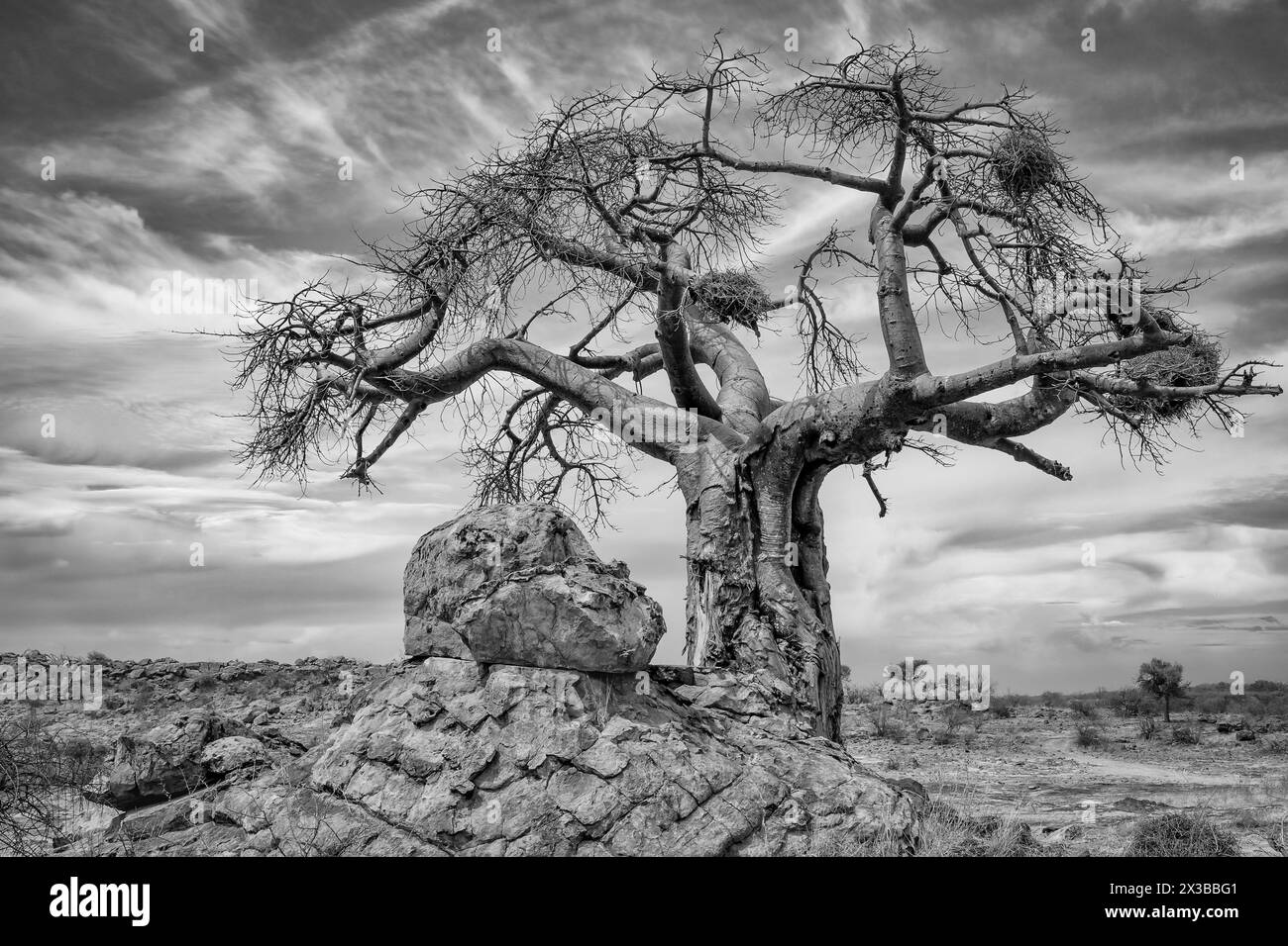 Baobab africain, Adansonia digitata avec nids de tisserands de buffles à bec rouge, Bulbalornis Niger. Réserve de gibier de Mashatu, Botswana Banque D'Images
