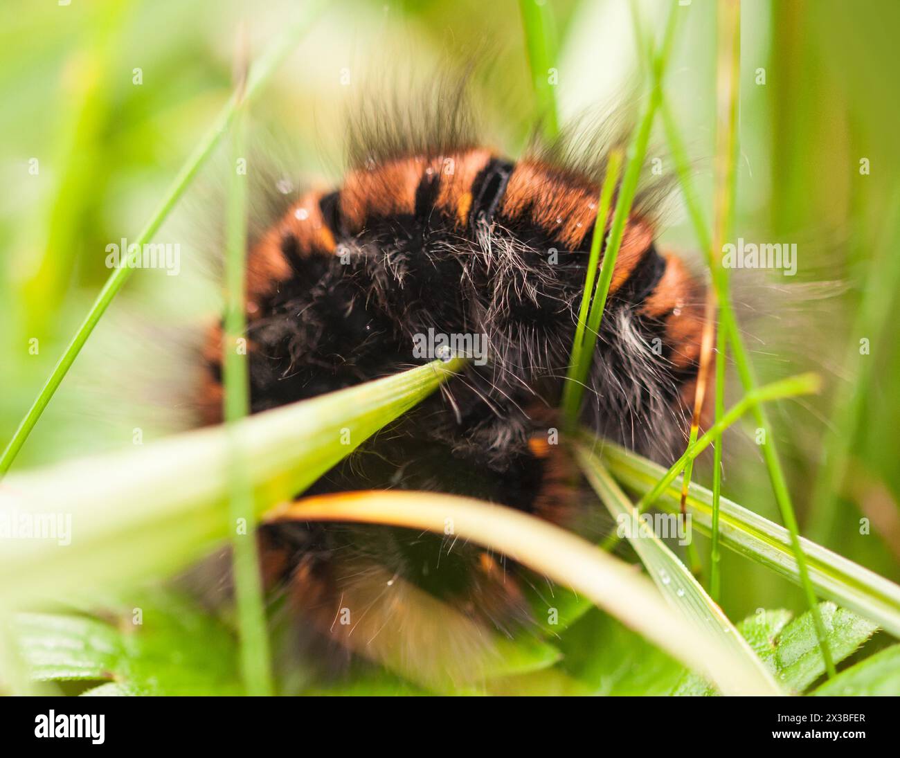 Teigne du renard (Macrothylacia rubi), chenille dans l'herbe, Allemagne Banque D'Images