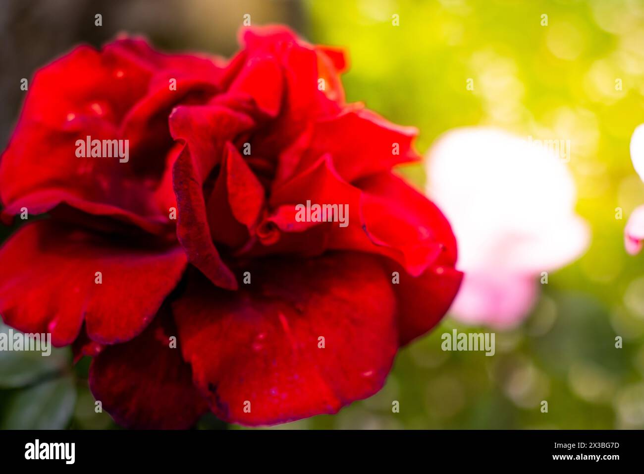 Rose floraison dans le jardin d'été. Fleurs de roses rouges poussant à l'extérieur. Nature, fleur fleurie Banque D'Images