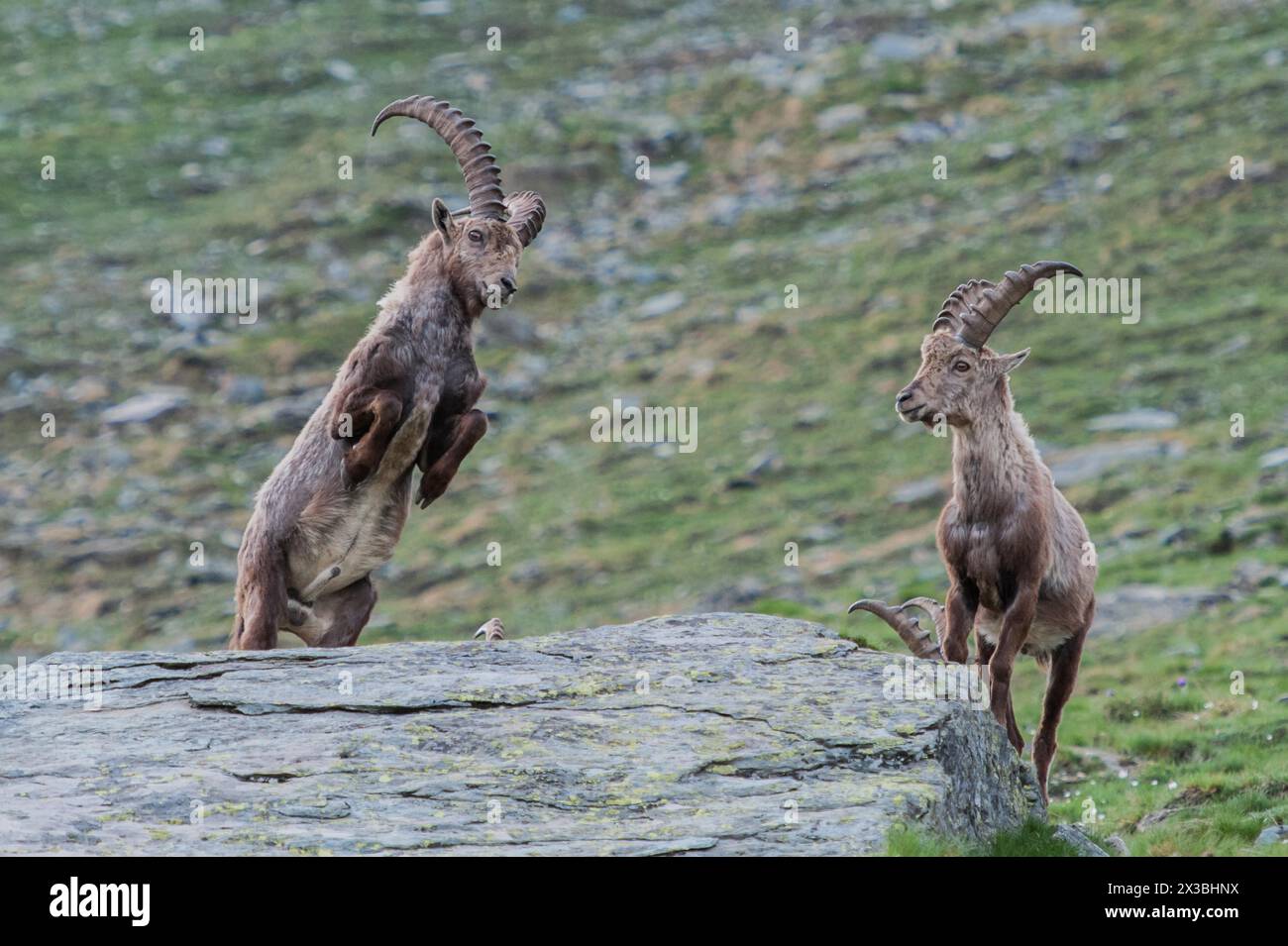 Capra ibex, parc national gran paradiso, italie Banque D'Images