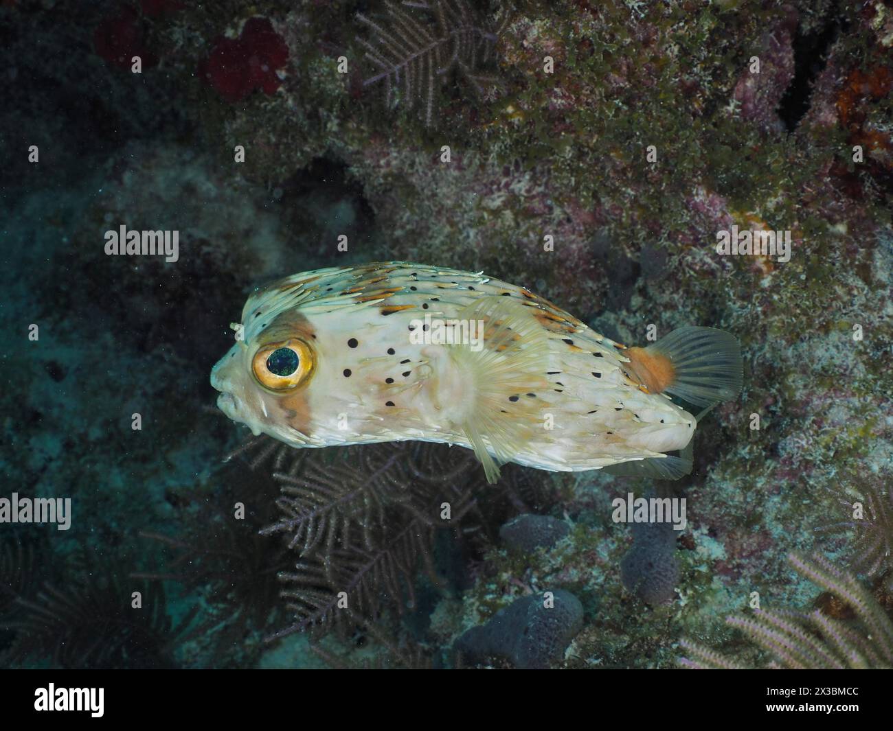 Un petit poisson-pouf aux grands yeux, le hérisson tacheté brun (Diodon holocanthus), dans son habitat naturel de récif. Site de plongée John Pennekamp Coral Reef Banque D'Images