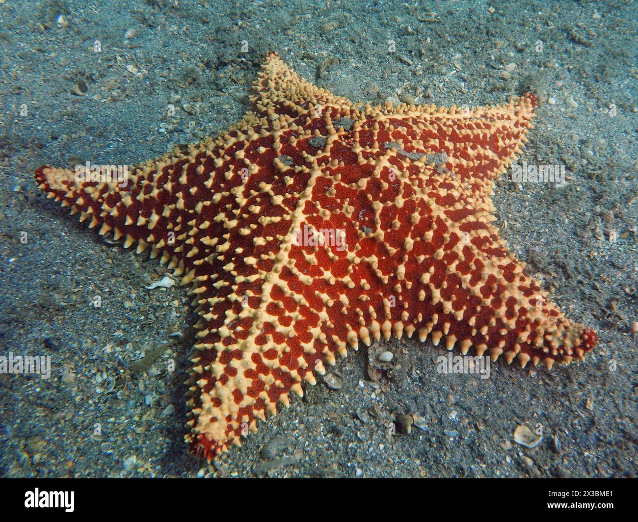Étoile de mer rouge et blanche à motif, coussin rouge (Oreaster reticulatus), sur le fond marin, site de plongée Blue Heron Bridge, Phil Foster Park Banque D'Images
