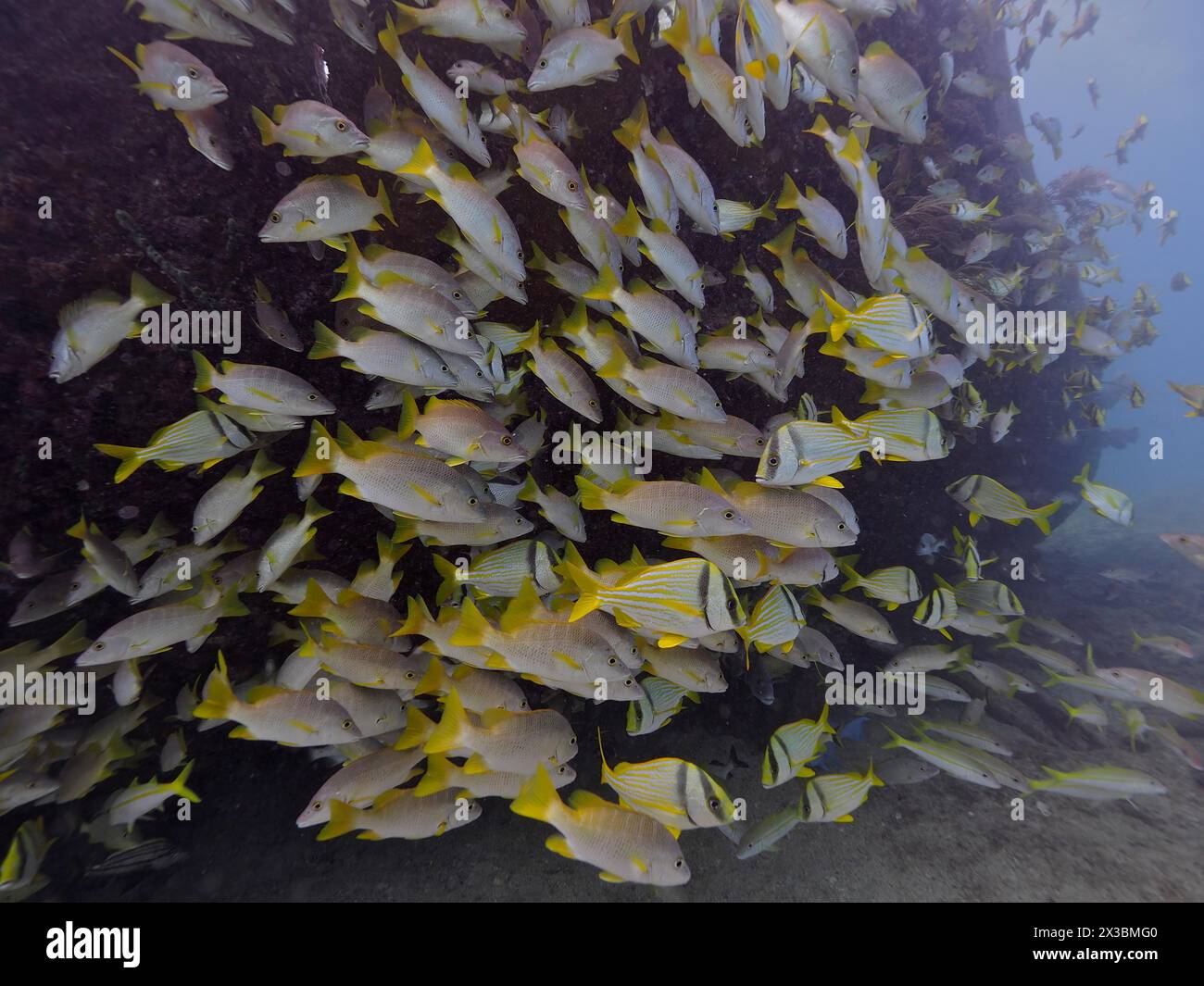 Une école dense de poissons avec des bandes jaunes cherche refuge près de l'épave du Benwood. Site de plongée John Pennekamp Coral Reef State Park, Key Largo Banque D'Images