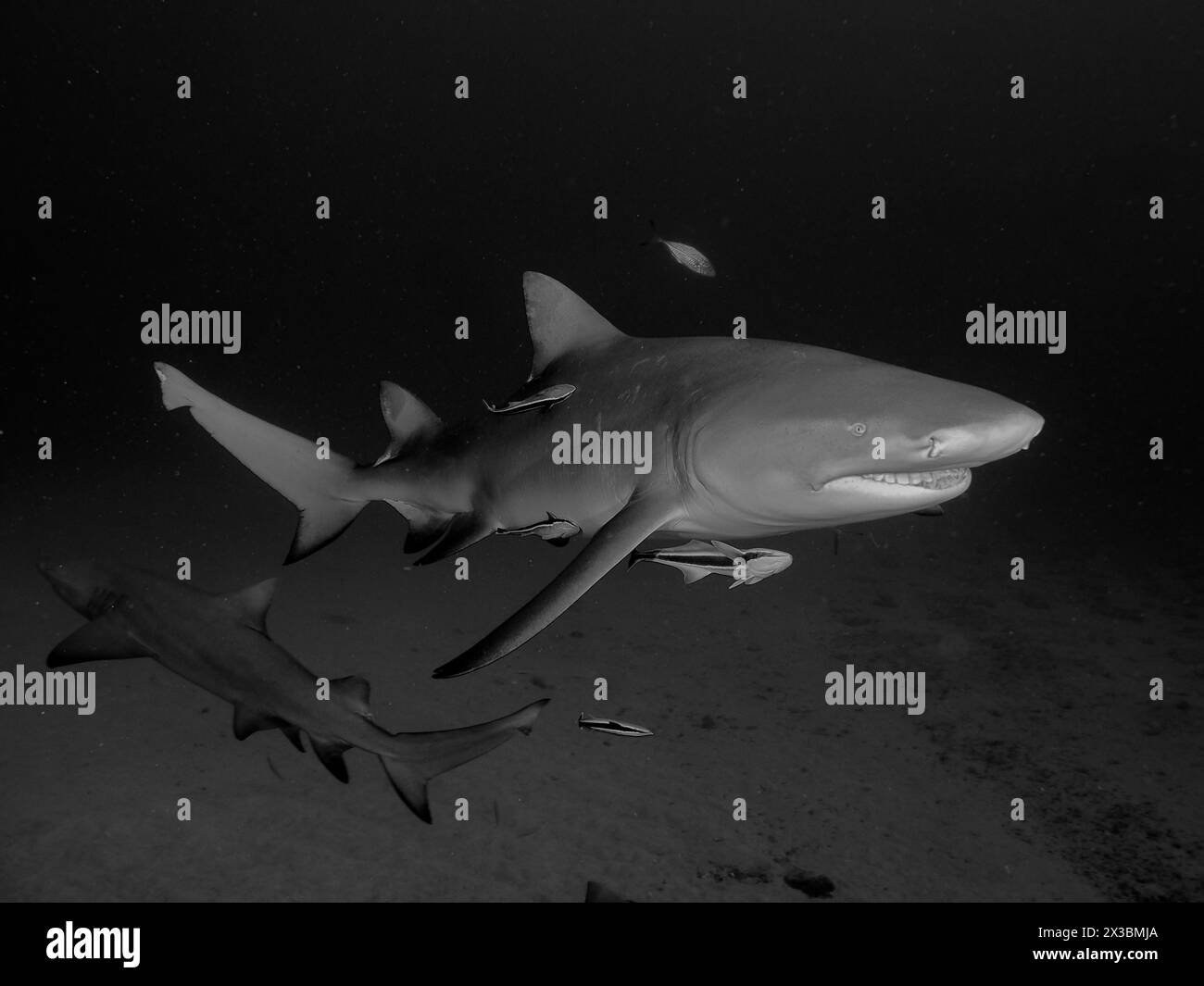 Un requin citron (Negaprion brevirostris) nage dans l'océan sombre, représenté en noir et blanc. Site de plongée Bonair, Jupiter, Floride, États-Unis Banque D'Images