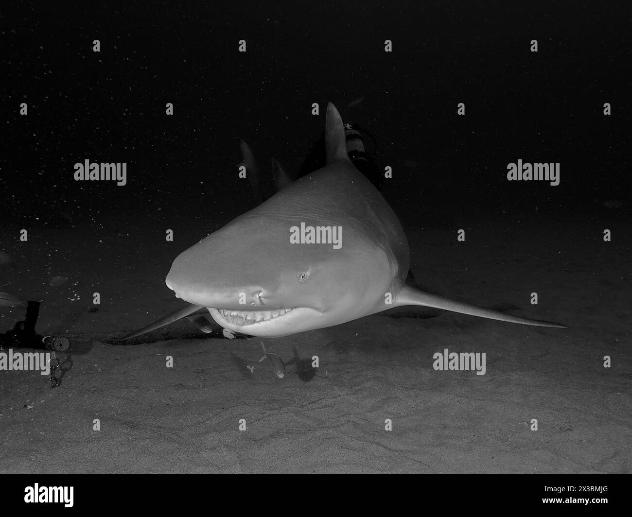 Scène nocturne sous-marine avec un requin citron (Negaprion brevirostris) au-dessus d'un fond marin sablonneux en noir et blanc. Site de plongée Bonair, Jupiter, Floride Banque D'Images