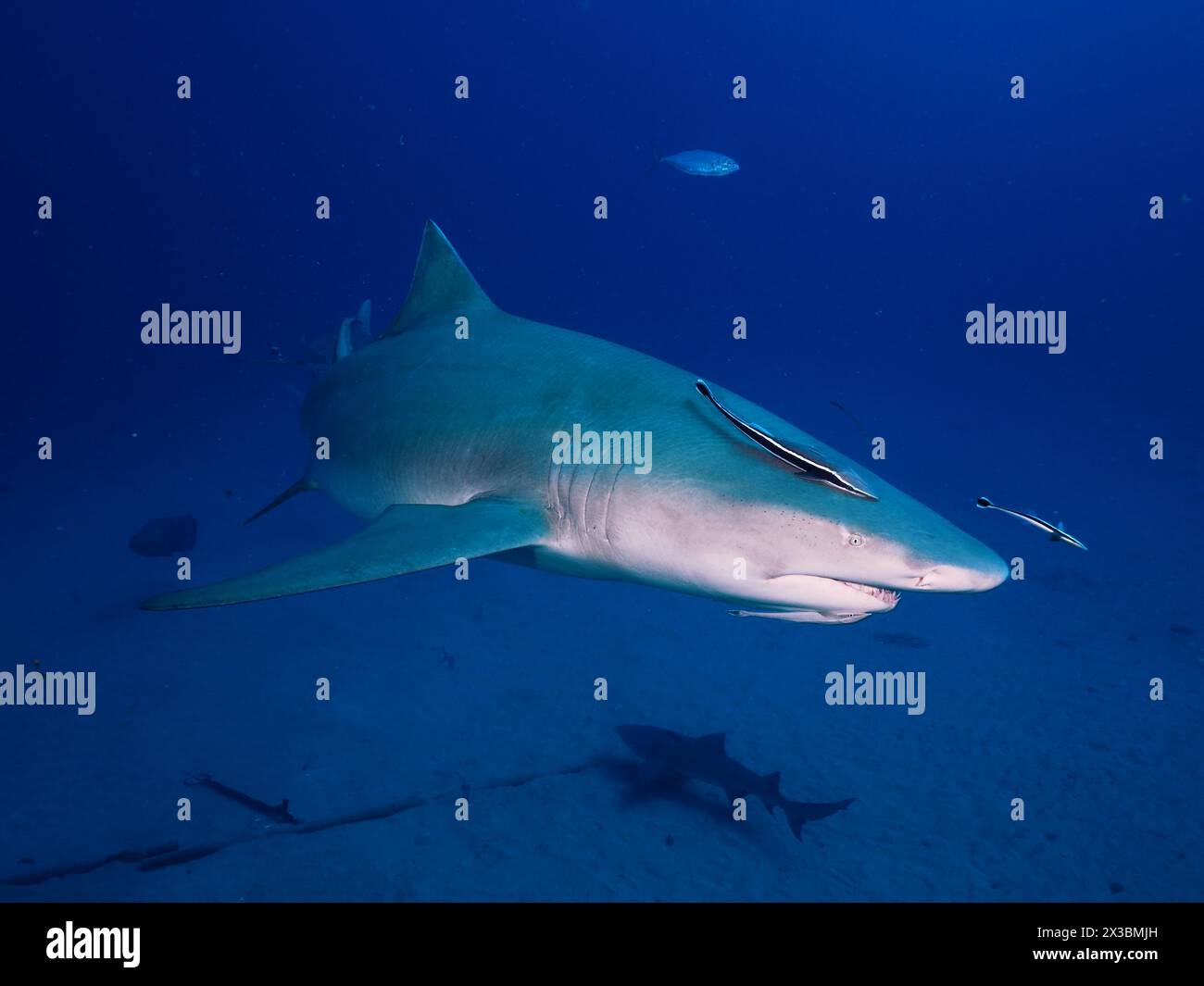 Requin citron seul (Negaprion brevirostris) nageant dans l'immensité de l'océan. Site de plongée Bonair, Jupiter, Floride, États-Unis Banque D'Images