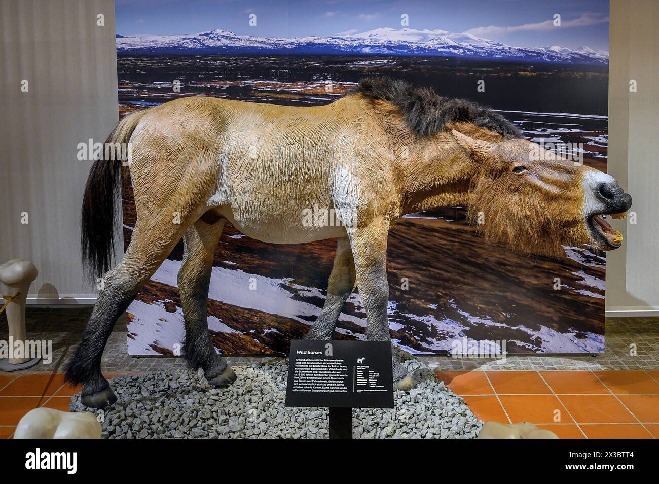 Cheval sauvage de l'âge de glace, exposition Safari de l'âge de glace Allgaeu dans le Marstall, Kempten, Allgaeu. Bavière, Allemagne Banque D'Images