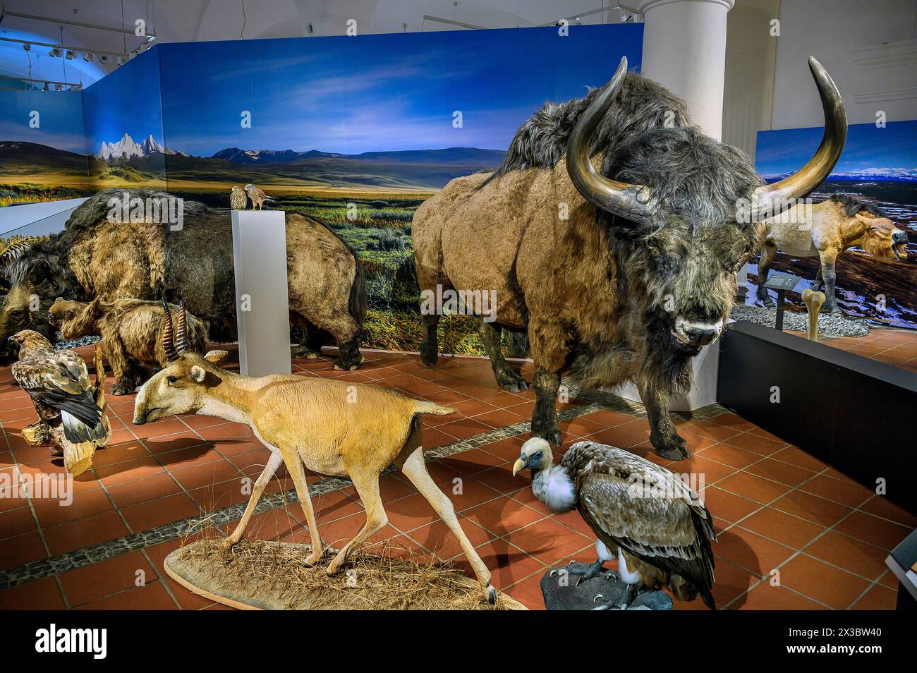 Saiga Et Bison Des Steppes (bison Priscus), Et Autres Animaux De L'âge 