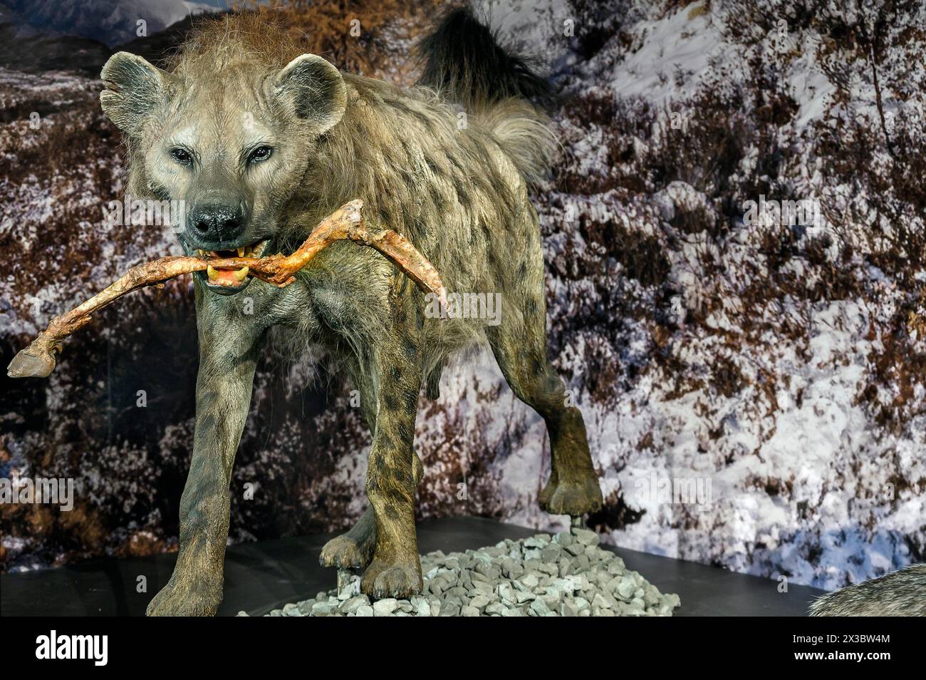 La hyène des grottes (Crocuta crocuta spelaea), exposition Eiszeit Safari Allgaeu dans le Marstall, Kempten, Allgaeu. Bavière, Allemagne Banque D'Images