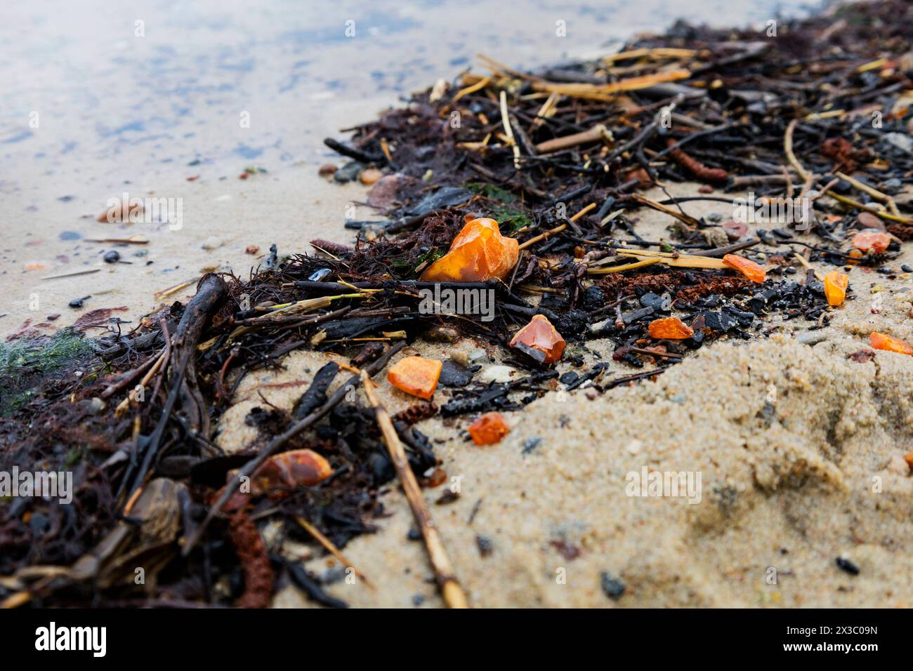 Beaux morceaux d'ambre parmi les algues sur une plage de sable. Banque D'Images Beaux morceaux d'ambre parmi les algues sur une plage de sable. Banque D'Images