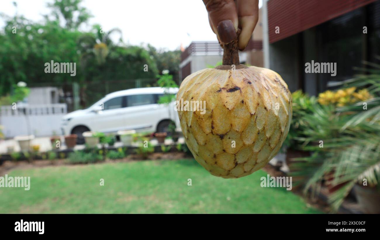 Ramphal également connu sous le nom de Wild Sweetsop, annona reticulata, RAM falwild crème pomme à la main Banque D'Images