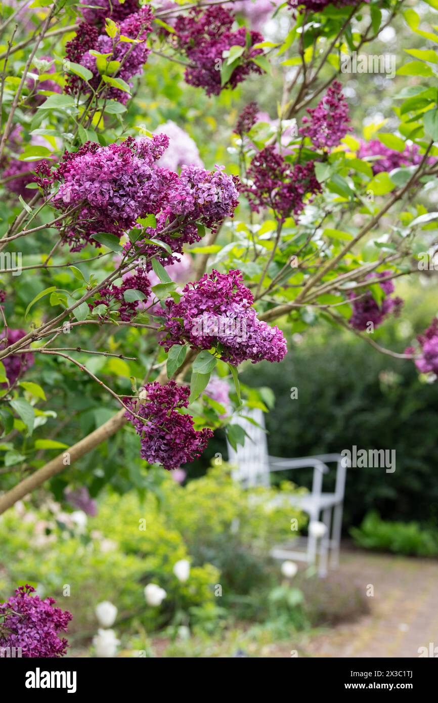 Syringa vulgaris 'Edith Braun'. Arbuste lilas en fleur à RHS Wisley Gardens. Surrey. Angleterre Banque D'Images