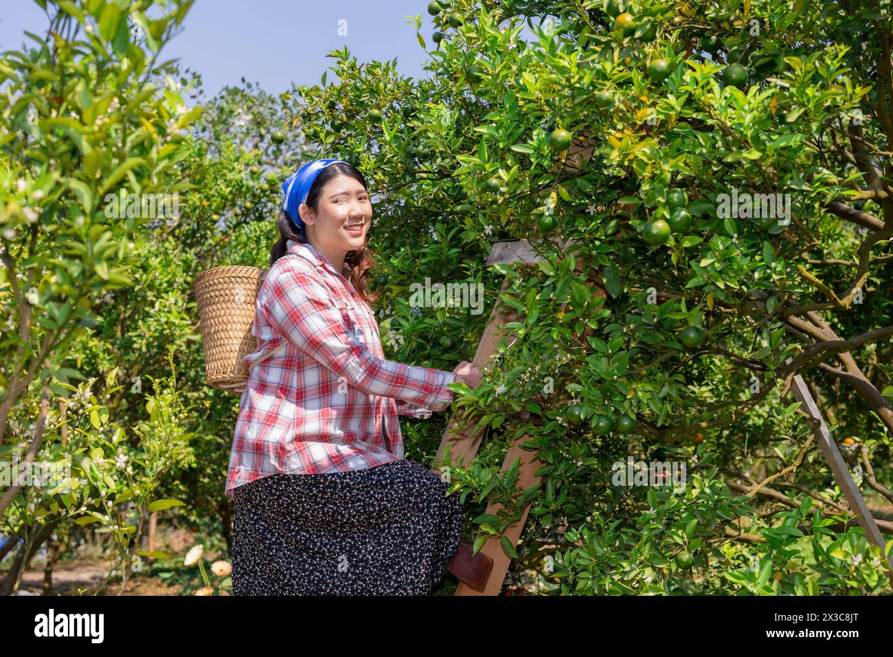 femmes heureuses dans la ferme orange. campagne femme asiatique travaillant dans l'agriculture biologique de l'arbre fruitier orangé. Banque D'Images