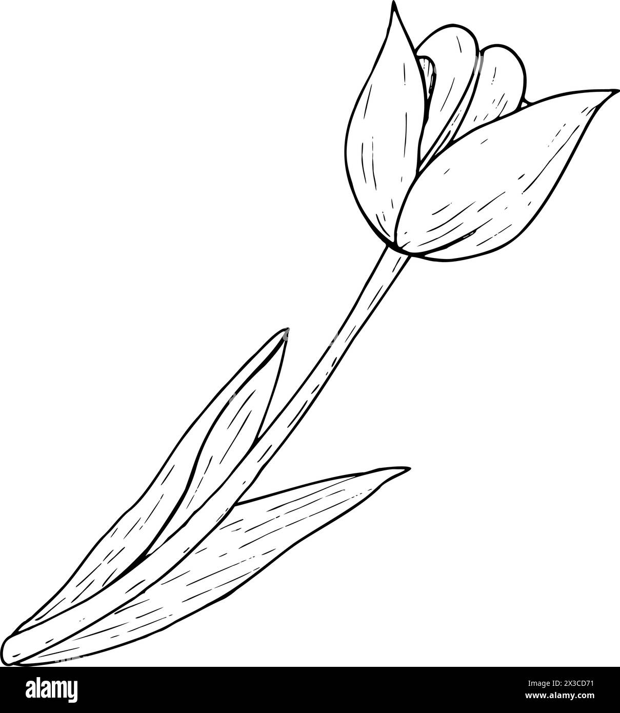 Illustration vectorielle de fleurs de tulipe. Dessin graphique de tête d'ampoule à feuilles courbes avec contour noir. Carte de voeux en fleurs botaniques. Silhouette de contour de ligne d'encre Illustration de Vecteur