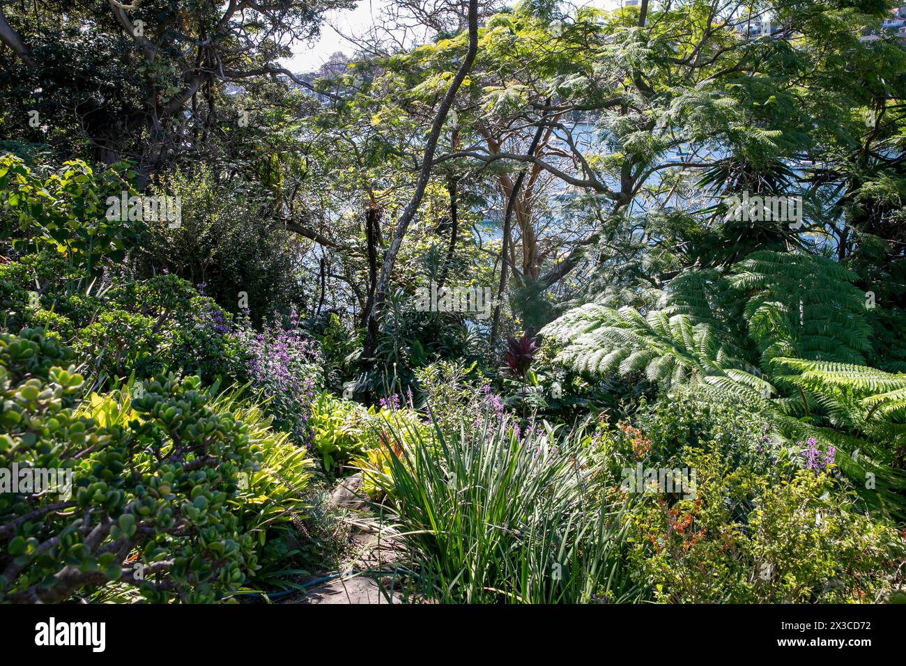 Lex et Ruby Graham Garden, un jardin secret de Sydney sur Cremorne point qui a commencé en 1959 avec un bulbe d'éléphant planté, Nouvelle-Galles du Sud, Australie Banque D'Images