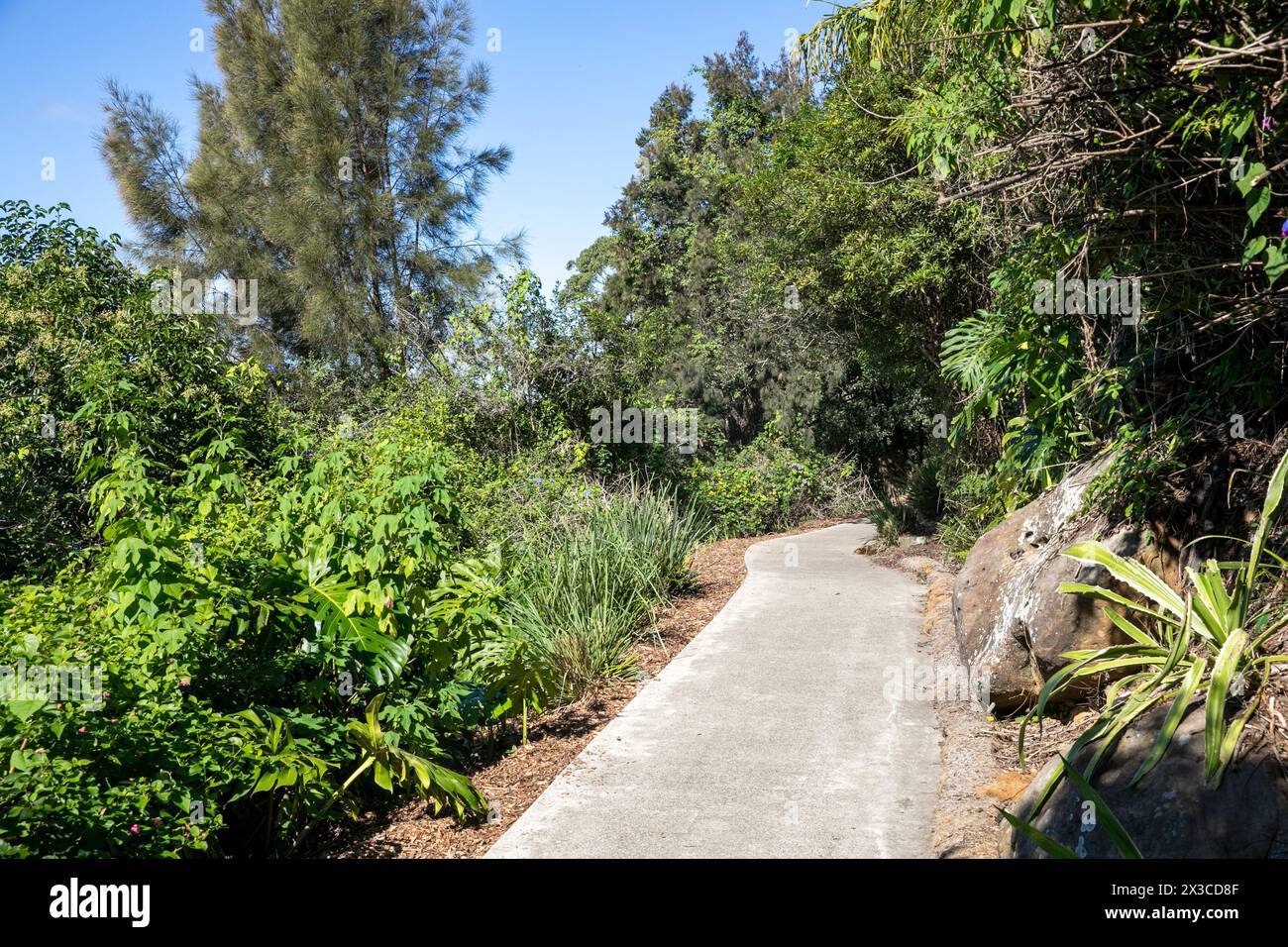 Lex et Ruby Graham Garden, un jardin secret de Sydney sur Cremorne point qui a commencé en 1959 avec un bulbe d'éléphant planté, Nouvelle-Galles du Sud, Australie Banque D'Images