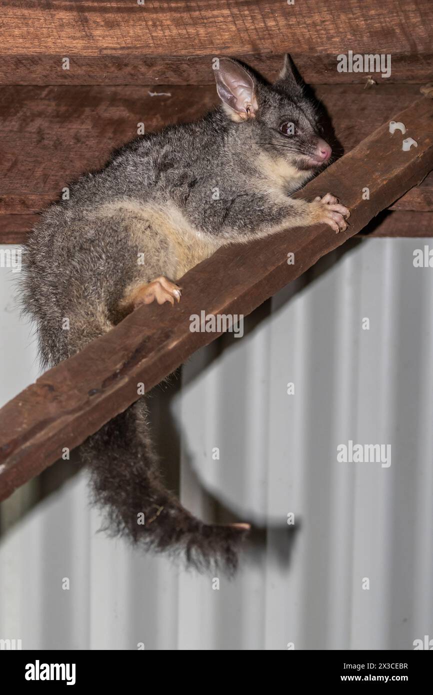 Opossum commun à queue de brousse (Trichosurus vulpecula dans un garage à Bickley, Peth Hill, Australie occidentale. Banque D'Images