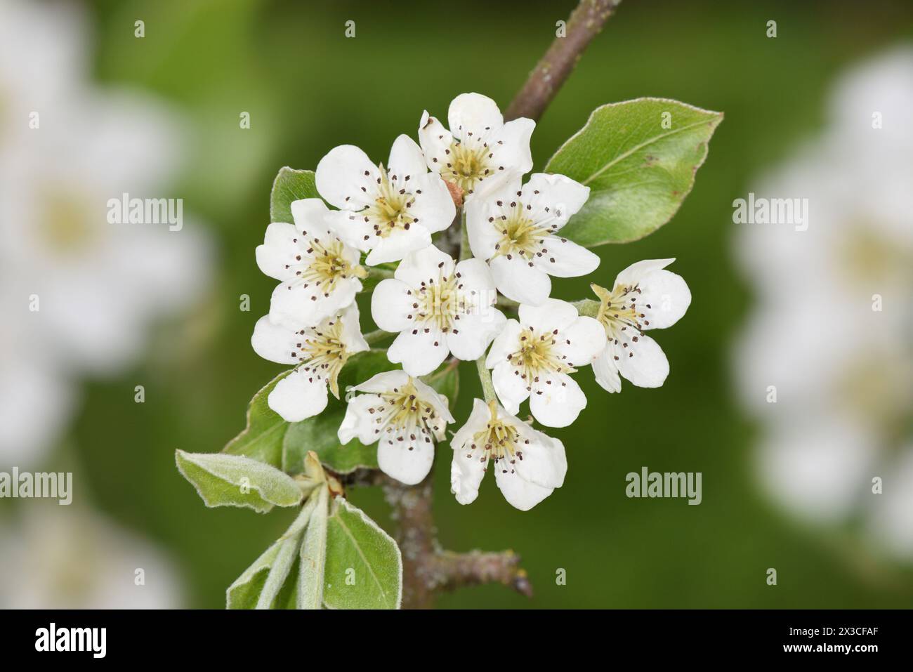 Poire sauvage - Pyrus communis Banque D'Images