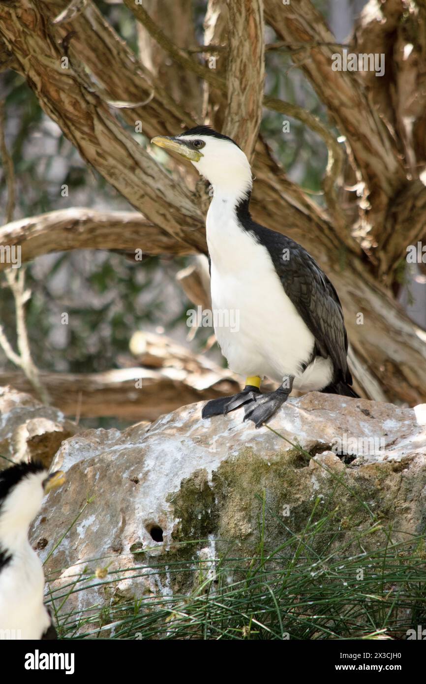 Le Cormorant à pied est un oiseau de taille moyenne avec des ailes noires et une queue noire. Il a un visage et une poitrine blancs. Banque D'Images
