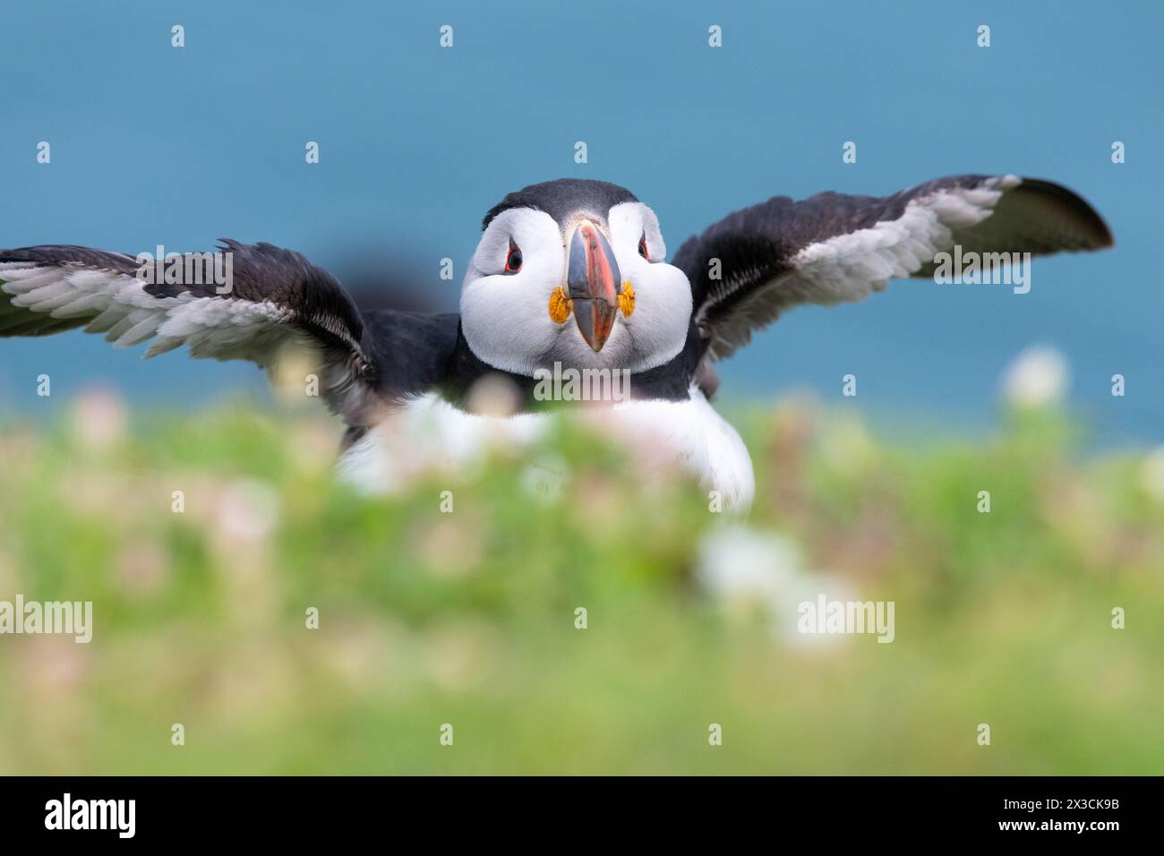 Mignon macareux battant ses ailes sur l'île de Skomer, au pays de Galles Banque D'Images