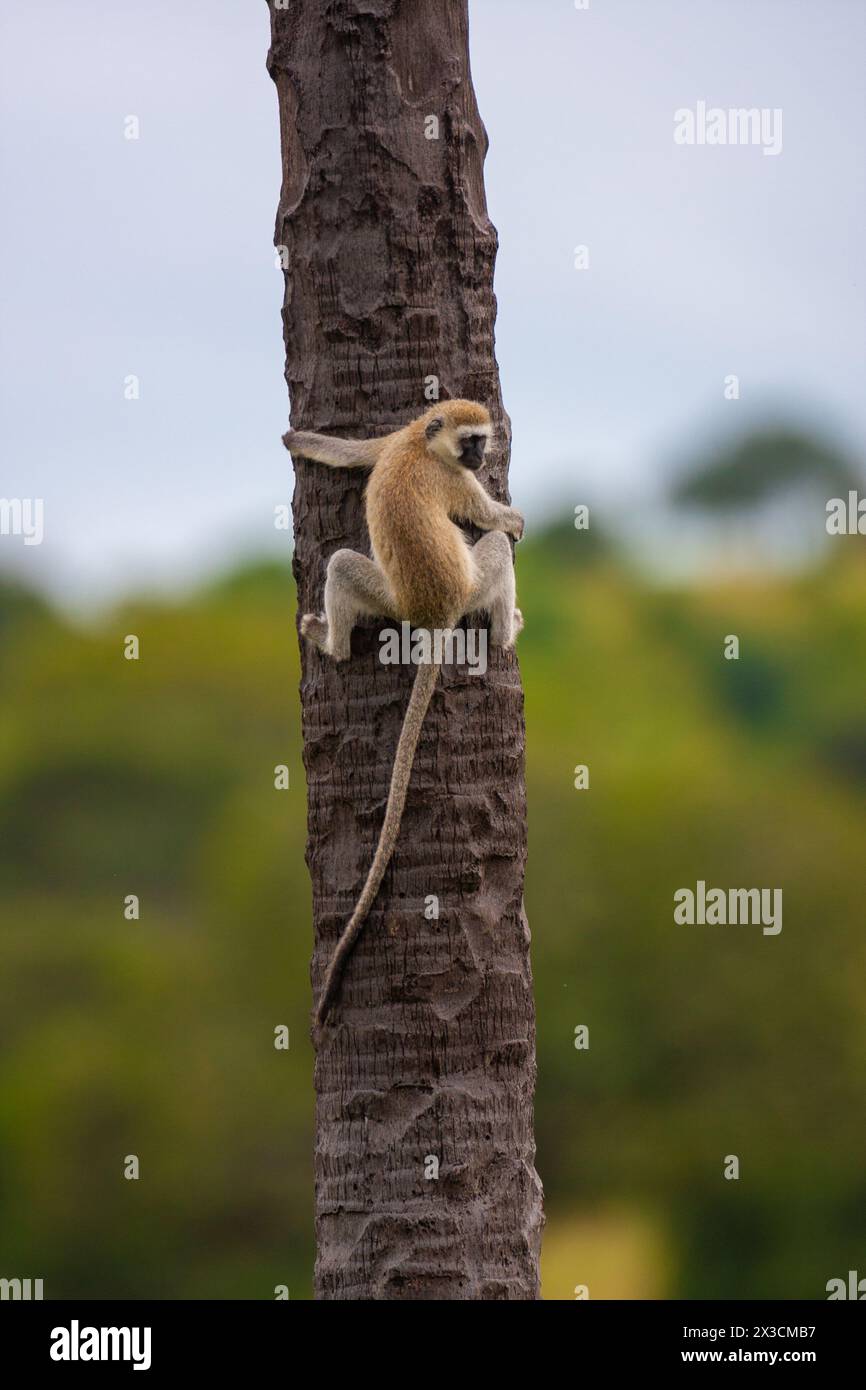 Singe vervet grimpant sur un tronc de palmier Banque D'Images