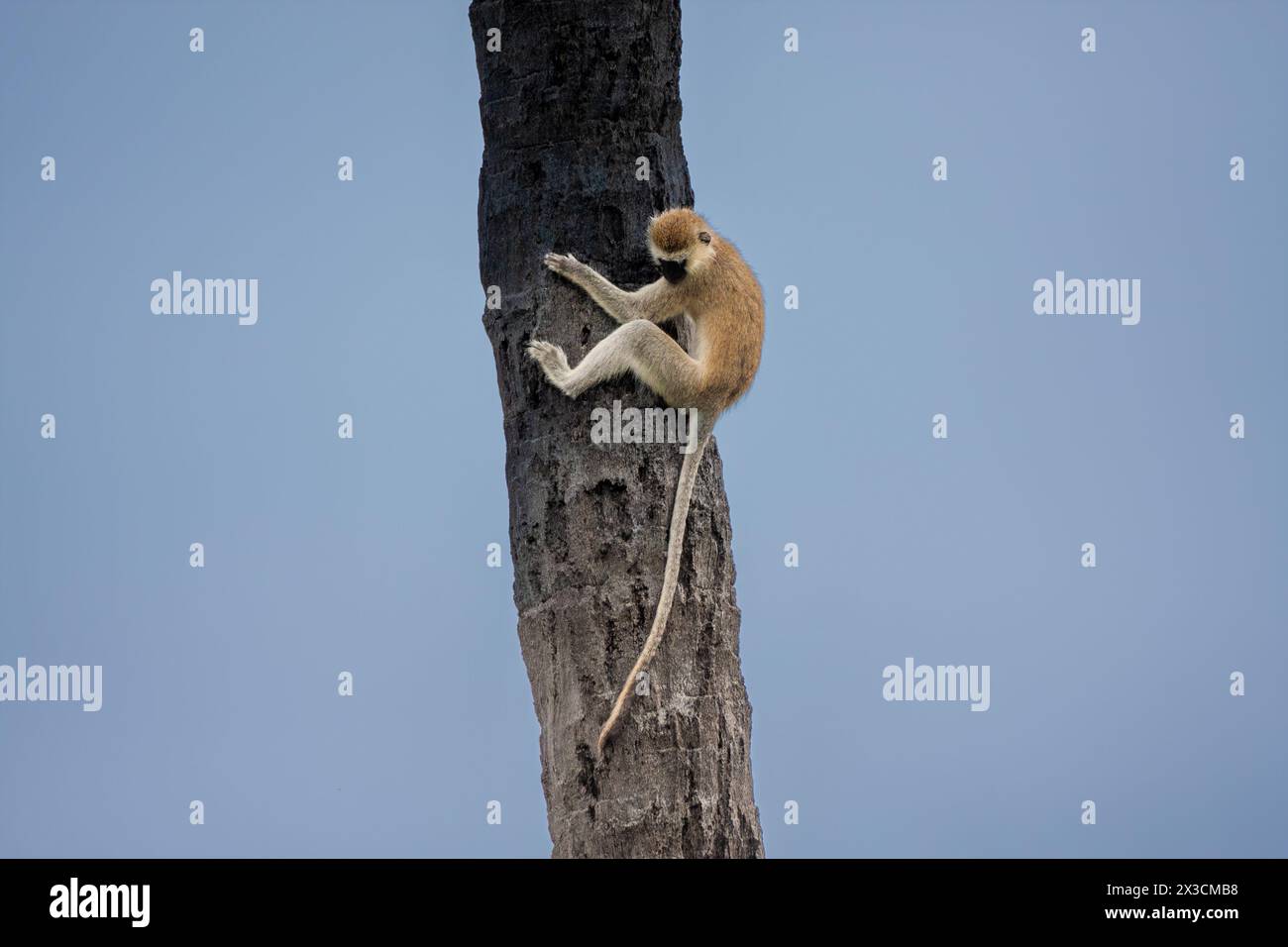 Singe vervet grimpant sur un tronc de palmier Banque D'Images