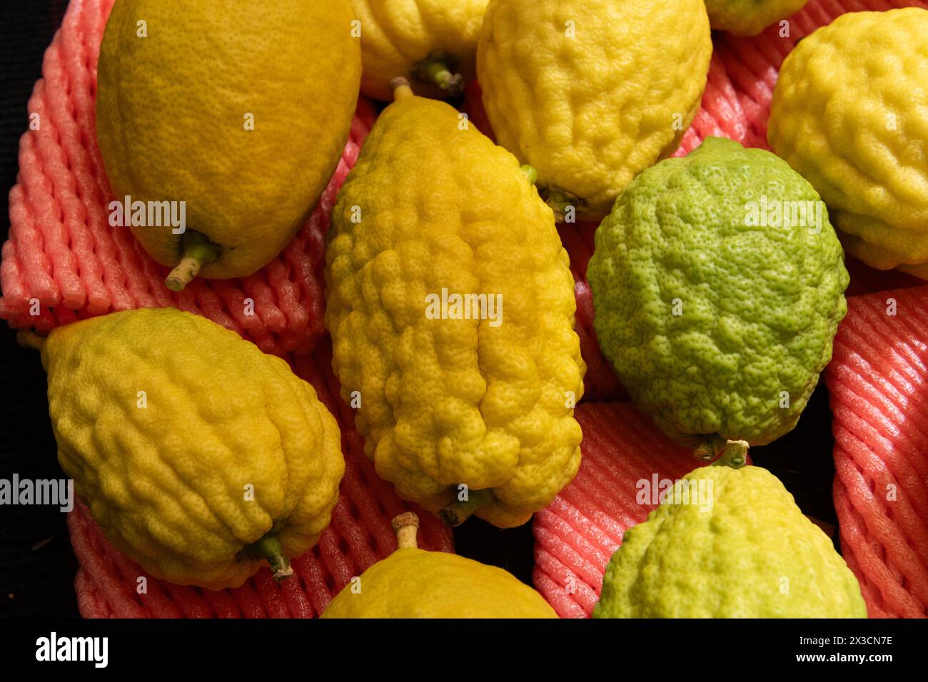 Etrogs ou fruits de citron, l'une des quatre espèces de plantes utilisées dans l'observance rituelle du festival juif de vacances de Sukkot, étant vendu dans une spéciale Banque D'Images