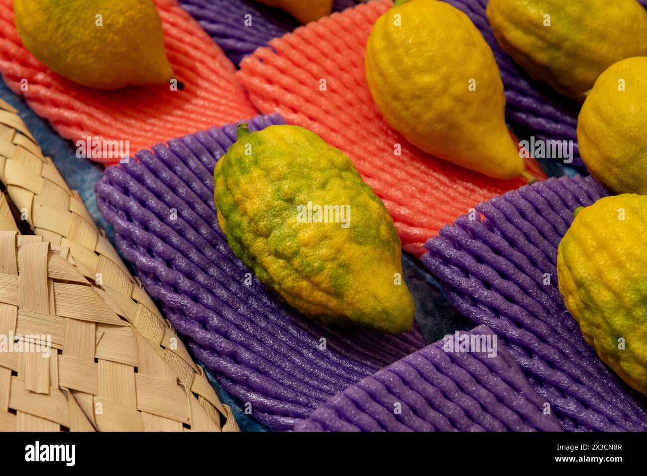 Etrogs ou fruits de citron, l'une des quatre espèces de plantes utilisées dans l'observance rituelle du festival juif de vacances de Sukkot, étant vendu dans une spéciale Banque D'Images