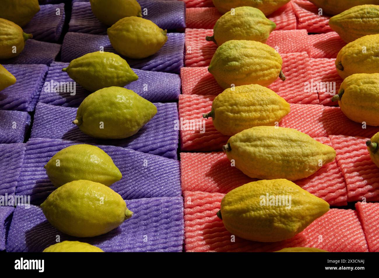 Etrogs ou fruits de citron, l'une des quatre espèces de plantes utilisées dans l'observance rituelle de la fête juive de Sukkot, étant vendu dans un Jerusal spécial Banque D'Images