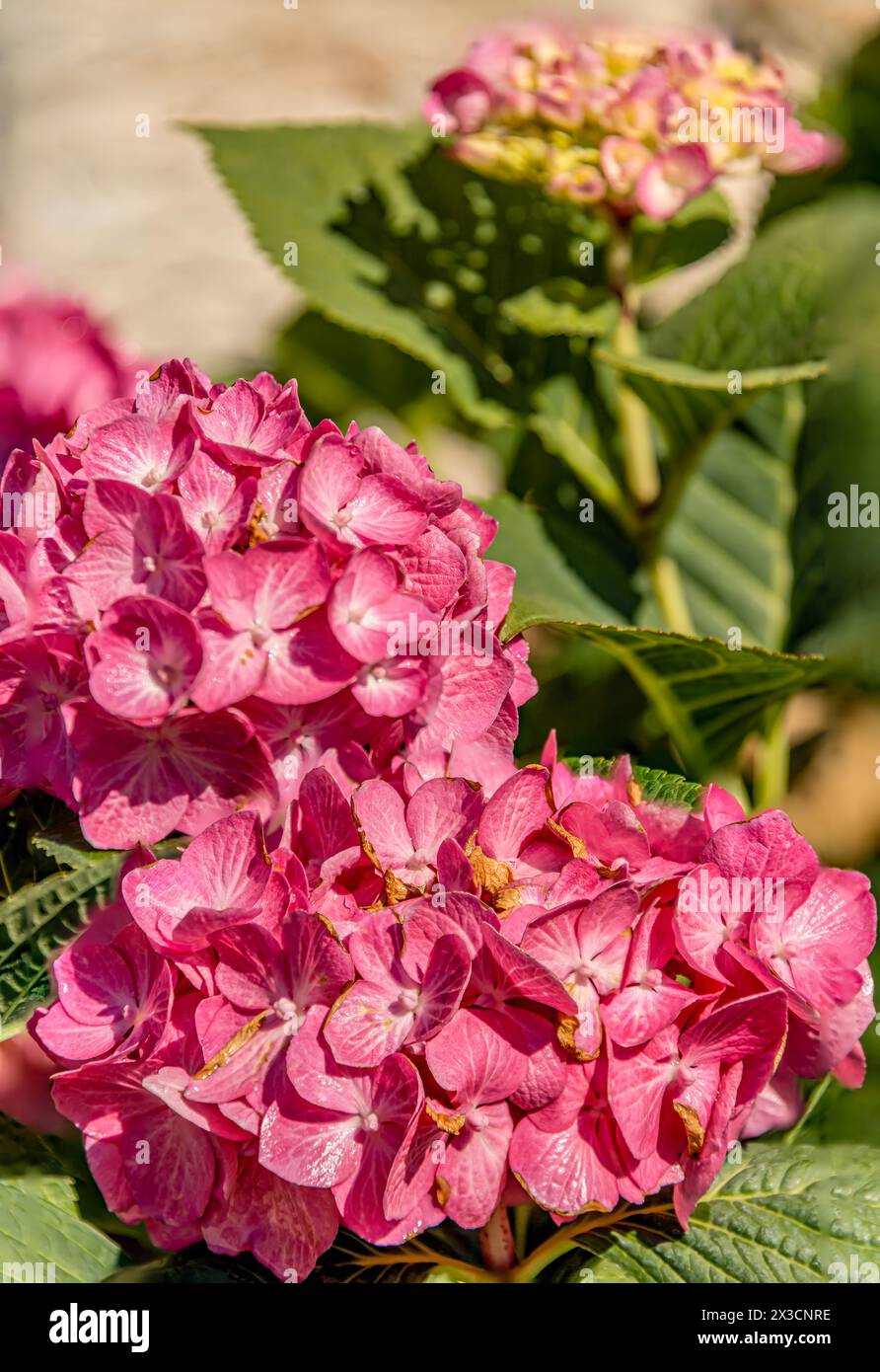 Camilla (Hydrangea macrophylla) fleurs d'hortensia (Hydranges Macrophylla) 'Camilla' à Landschloss Zuschendorf, Saxe, Allemagne Banque D'Images