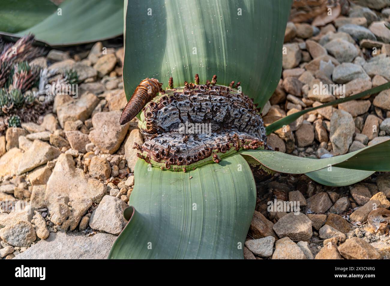 Gros plan d'une usine Welwitschia (Welwitschia mirabilis) dans le jardin botanique de Dresde, Allemagne Banque D'Images