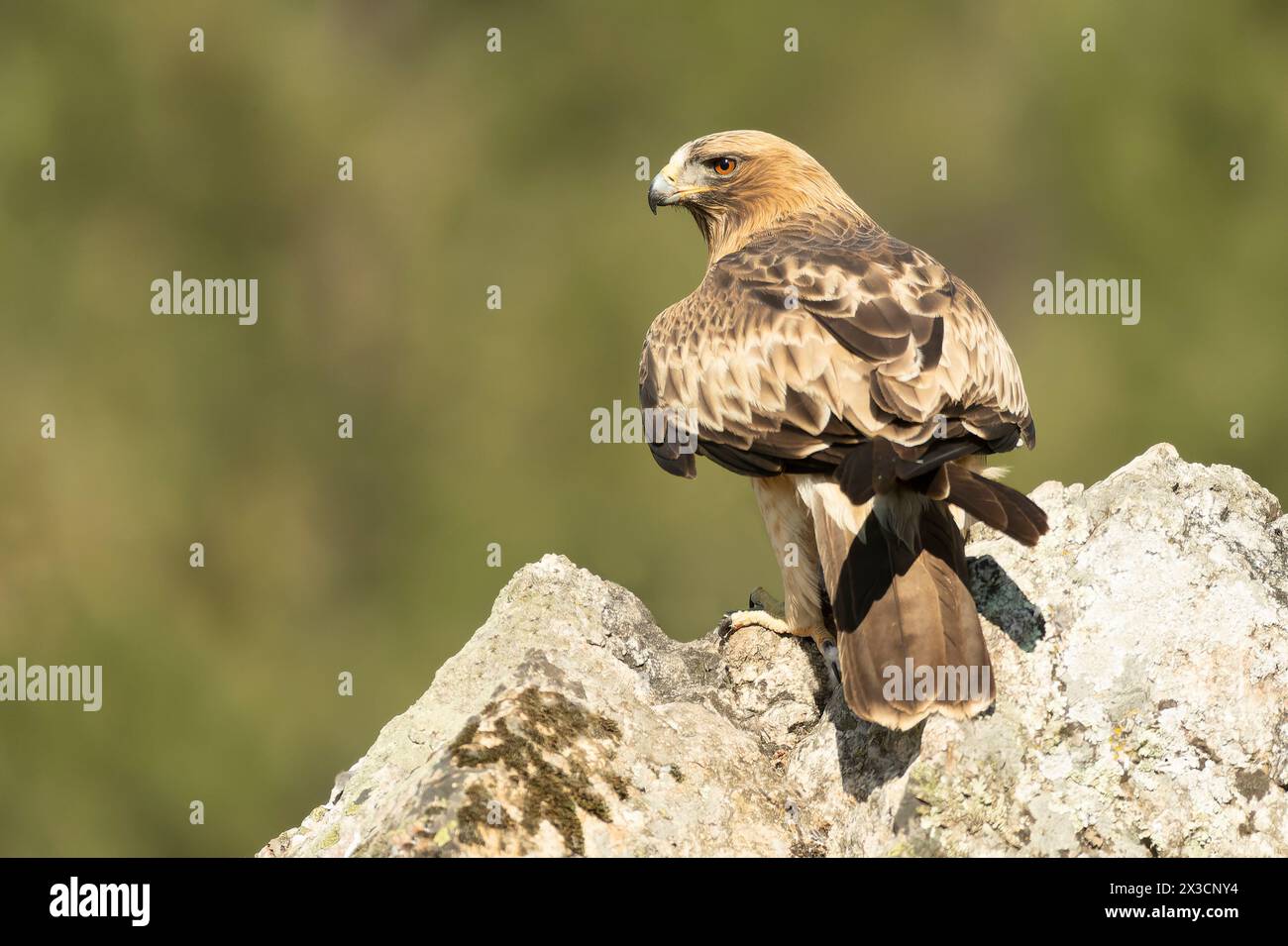 Mâle aigle botté en phase pâle dans une forêt méditerranéenne à la première lumière du jour Banque D'Images