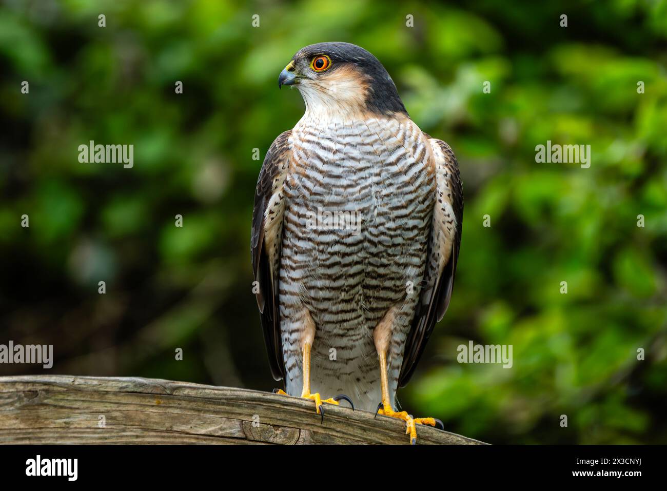 Sparrowhawk (Accipiter nisus) un petit oiseau de proie qui est un rapace prédateur qui chasse à la fois dans un environnement boisé ou jardin, image photo stock Banque D'Images