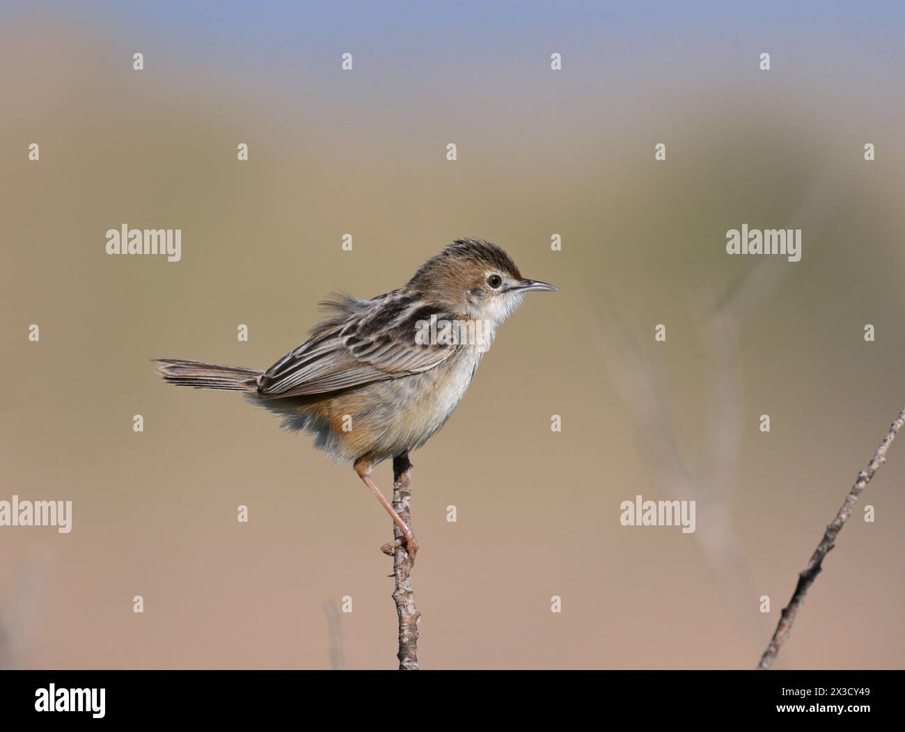 Zitting Cisticola - Cisticola juncidis Banque D'Images
