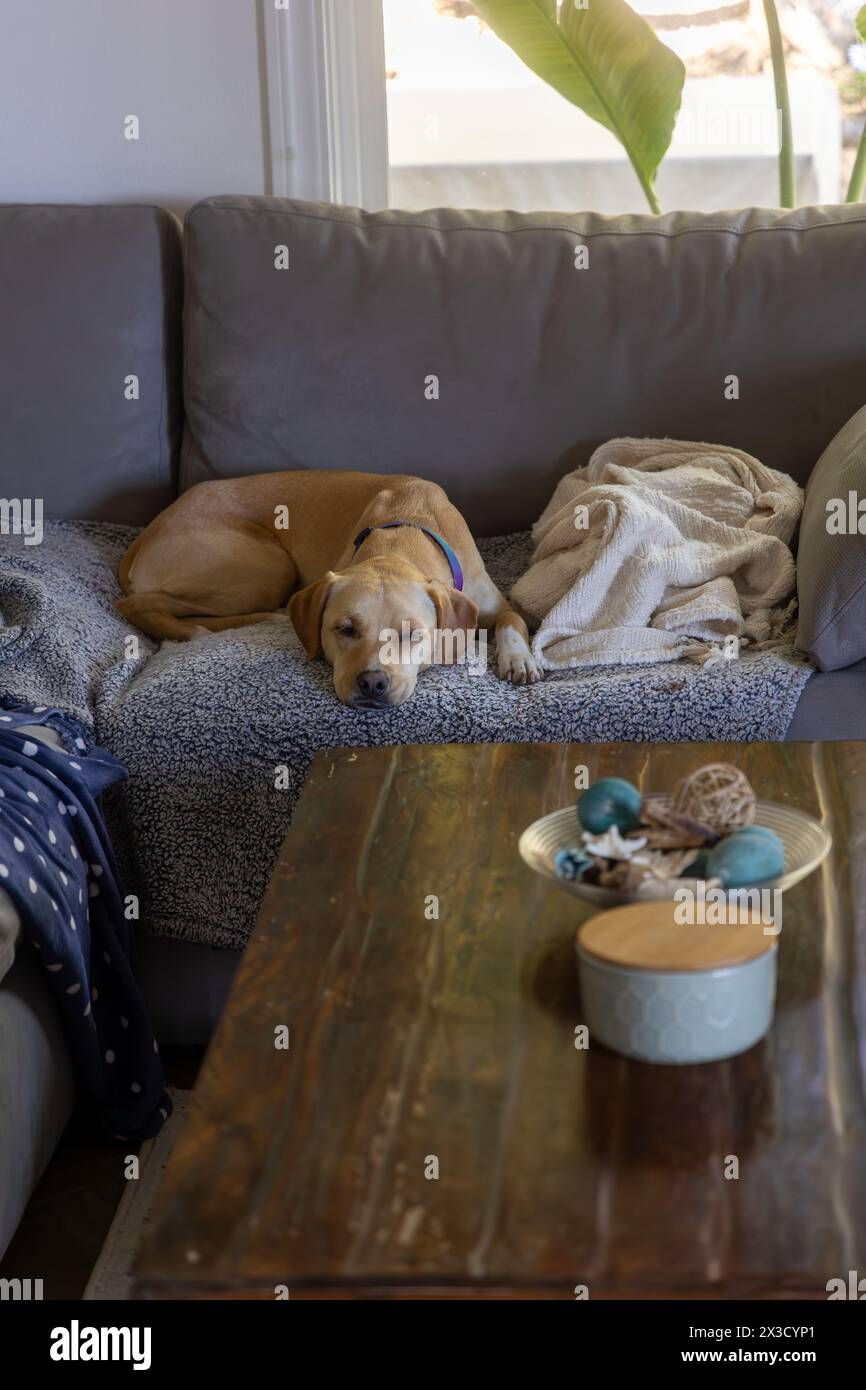 Chiot en mélange de laboratoire dormant sur un canapé à côté de la fenêtre et de la table basse Banque D'Images Chiot en mélange de laboratoire dormant sur un canapé à côté de la fenêtre et de la table basse Banque D'Images