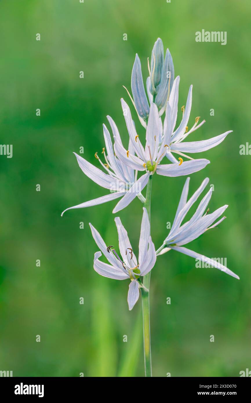 Fleurs sauvages camas bleues fraîches sur fond vert flou Banque D'Images
