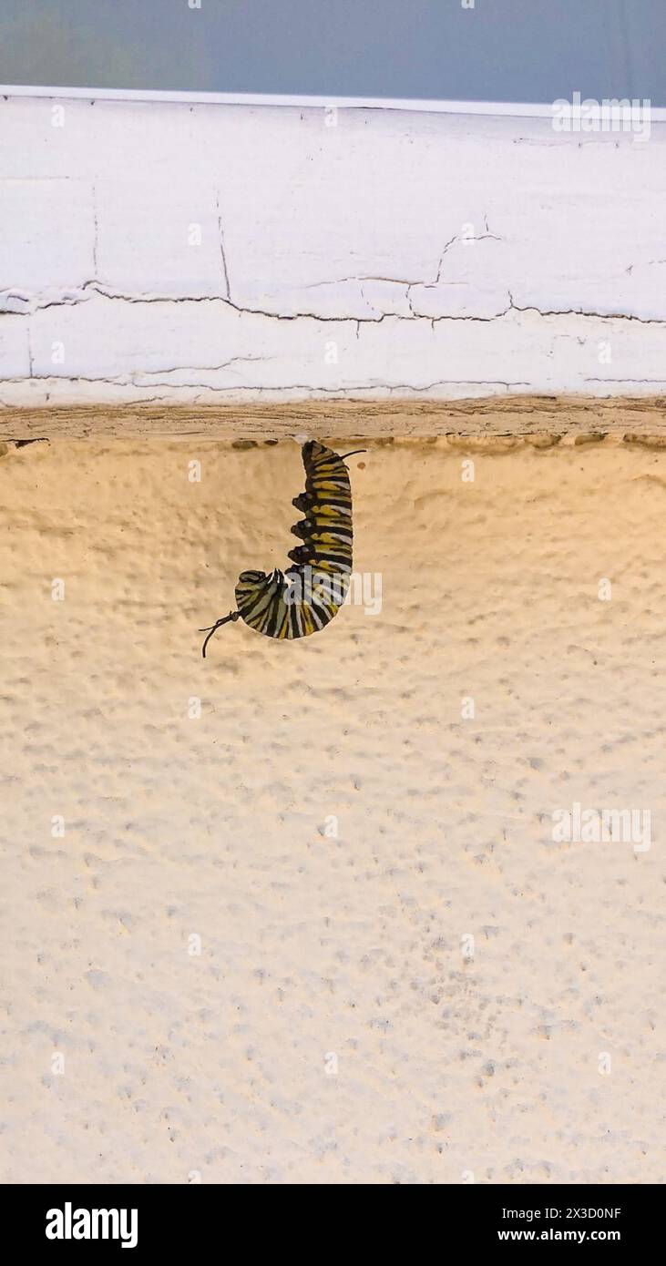 chenille monarque au milieu de la pupation Banque D'Images