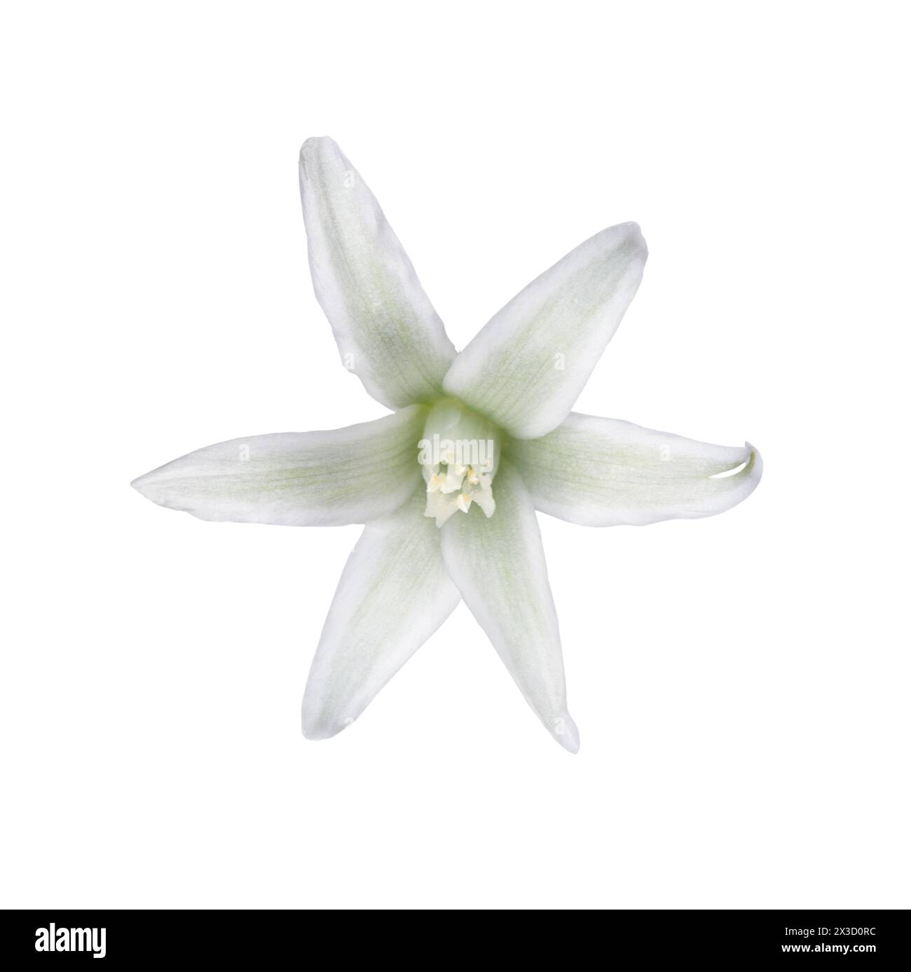 Drooping Star-of-Bethlehem - Ornithogalum nutans Banque D'Images