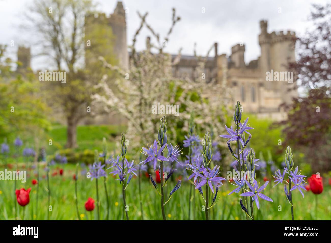 Les jardins du château d'Arundel pendant le festival annuel et très populaire des tulipes Banque D'Images