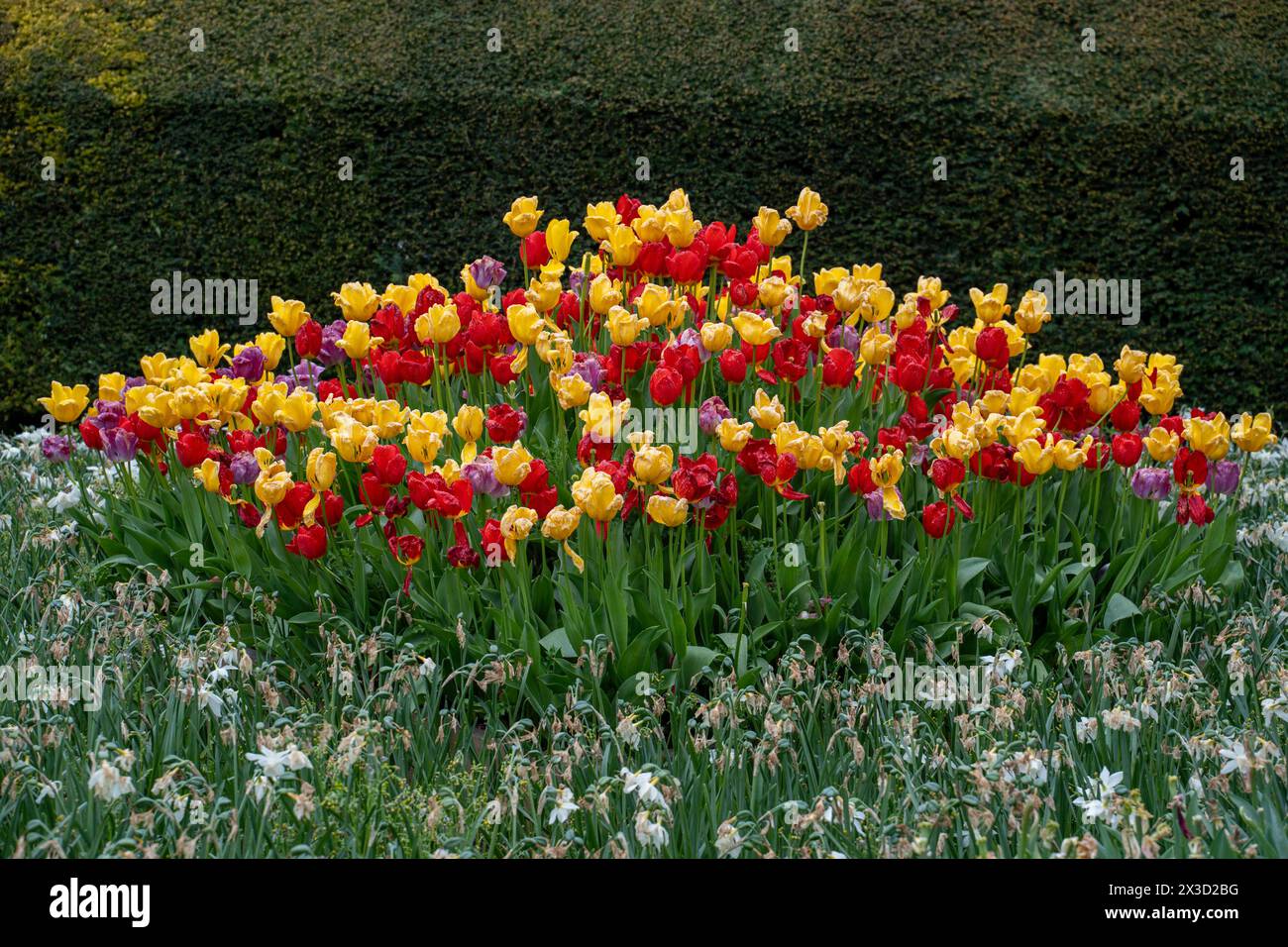 Les jardins du château d'Arundel pendant le festival annuel et très populaire des tulipes Banque D'Images