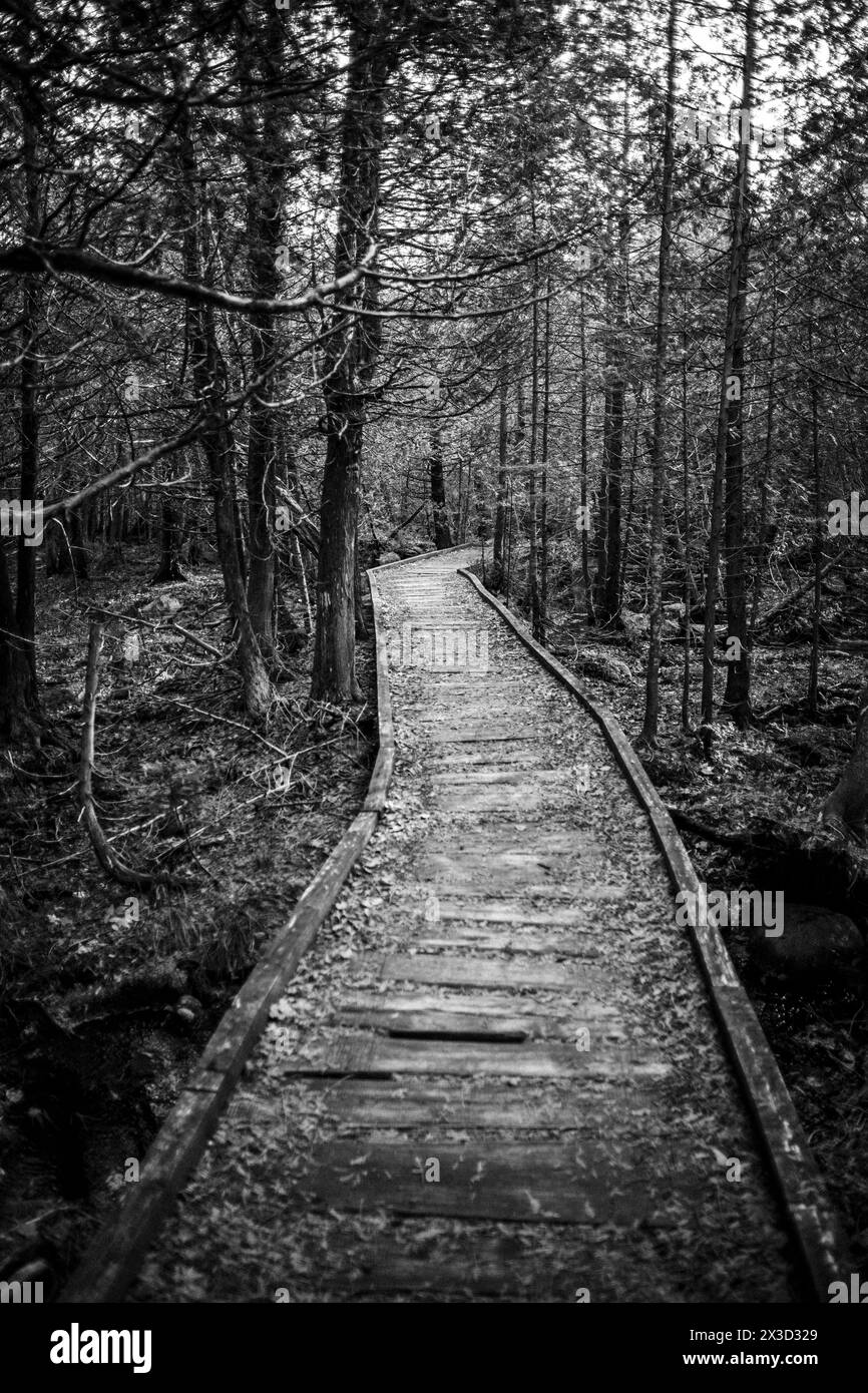 Promenade serpente à travers la forêt dense, Baxter State Park, Maine Banque D'Images