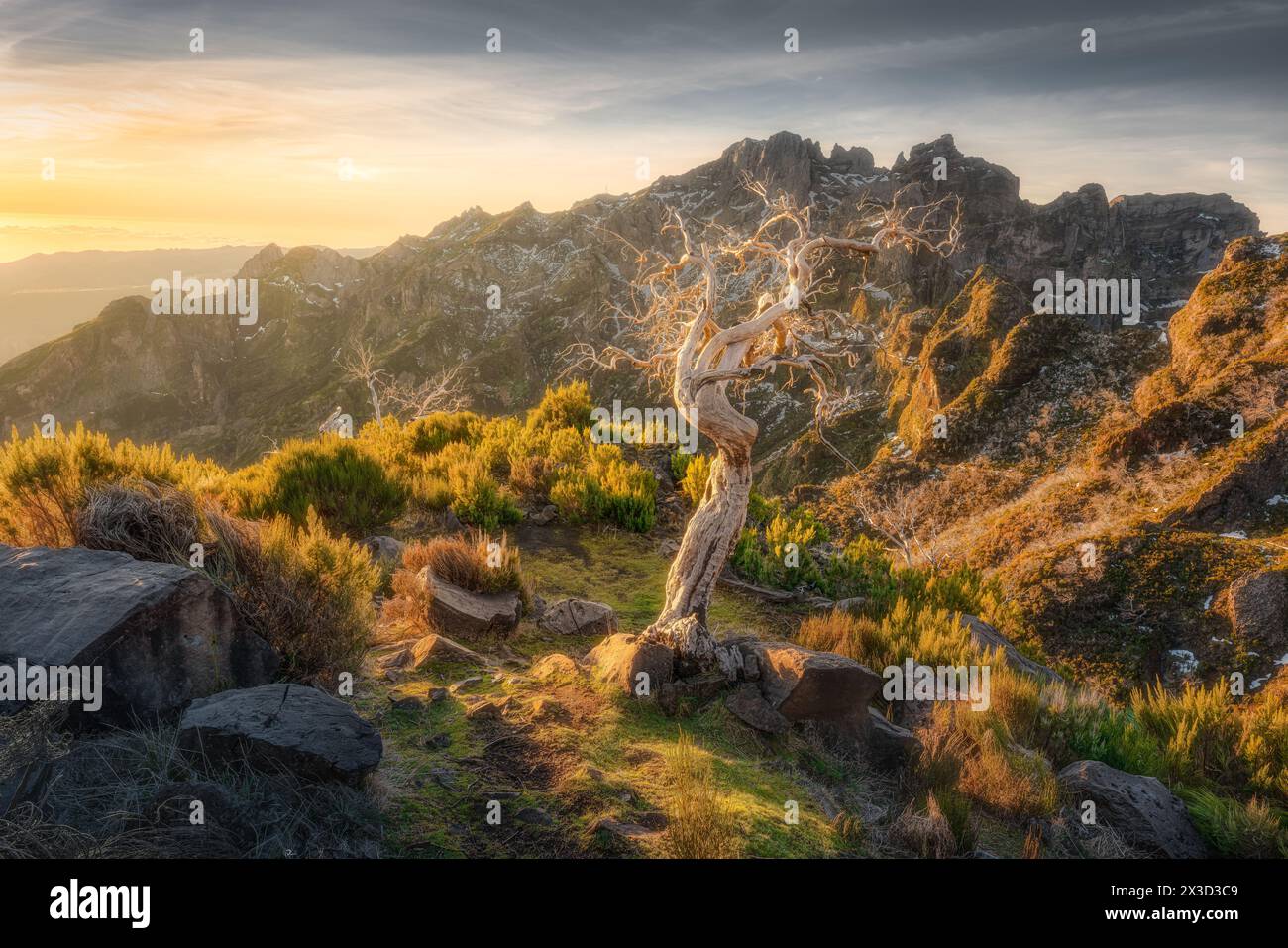 Frappant Dead Tree au lever du soleil, montagnes Pico Ruivo, Madère enneigée Banque D'Images