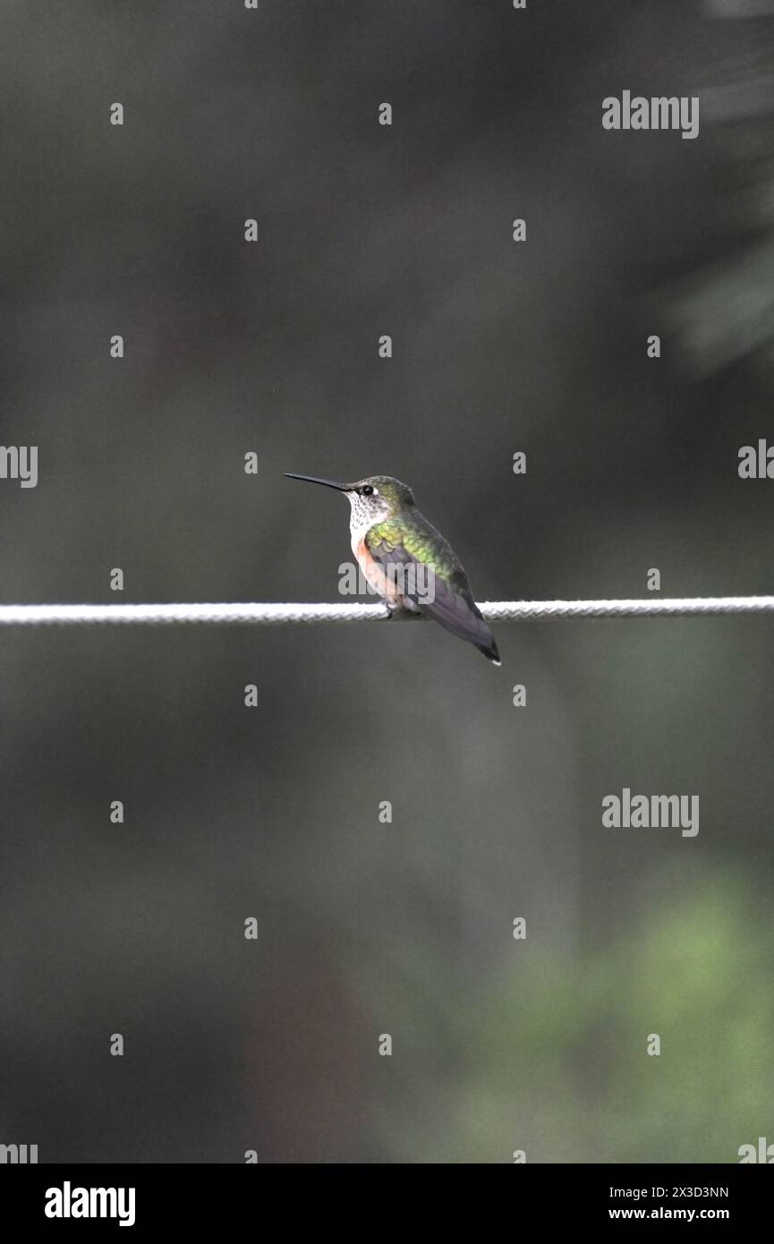 Colibri solitaire perché gracieusement sur une fine corde Banque D'Images