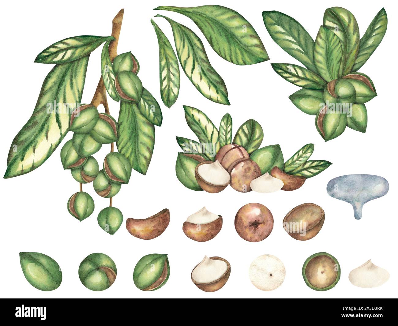 Noix de macadamia sur fond blanc, une composition de plusieurs noix et feuilles. Le macadamia. Nourriture, collations, noix brune, gros plan. Aquarelle il Banque D'Images