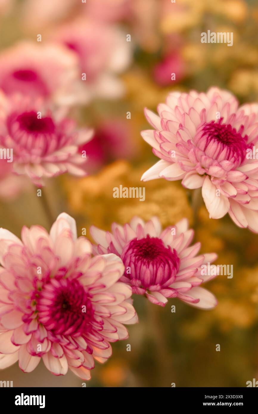 Chrysanthèmes roses luxuriants avec une douceur rêveuse Banque D'Images