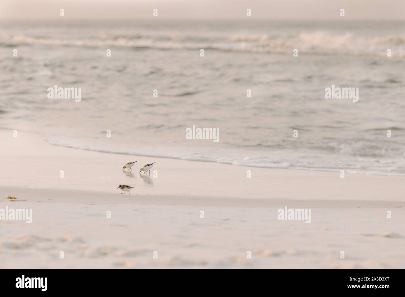 Oiseaux paisibles pataugant sur une plage aux teintes douces Banque D'Images