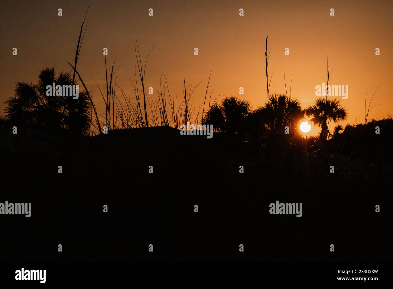 Silhouettes de coucher de soleil dans un crépuscule tropical serein et chaud Banque D'Images