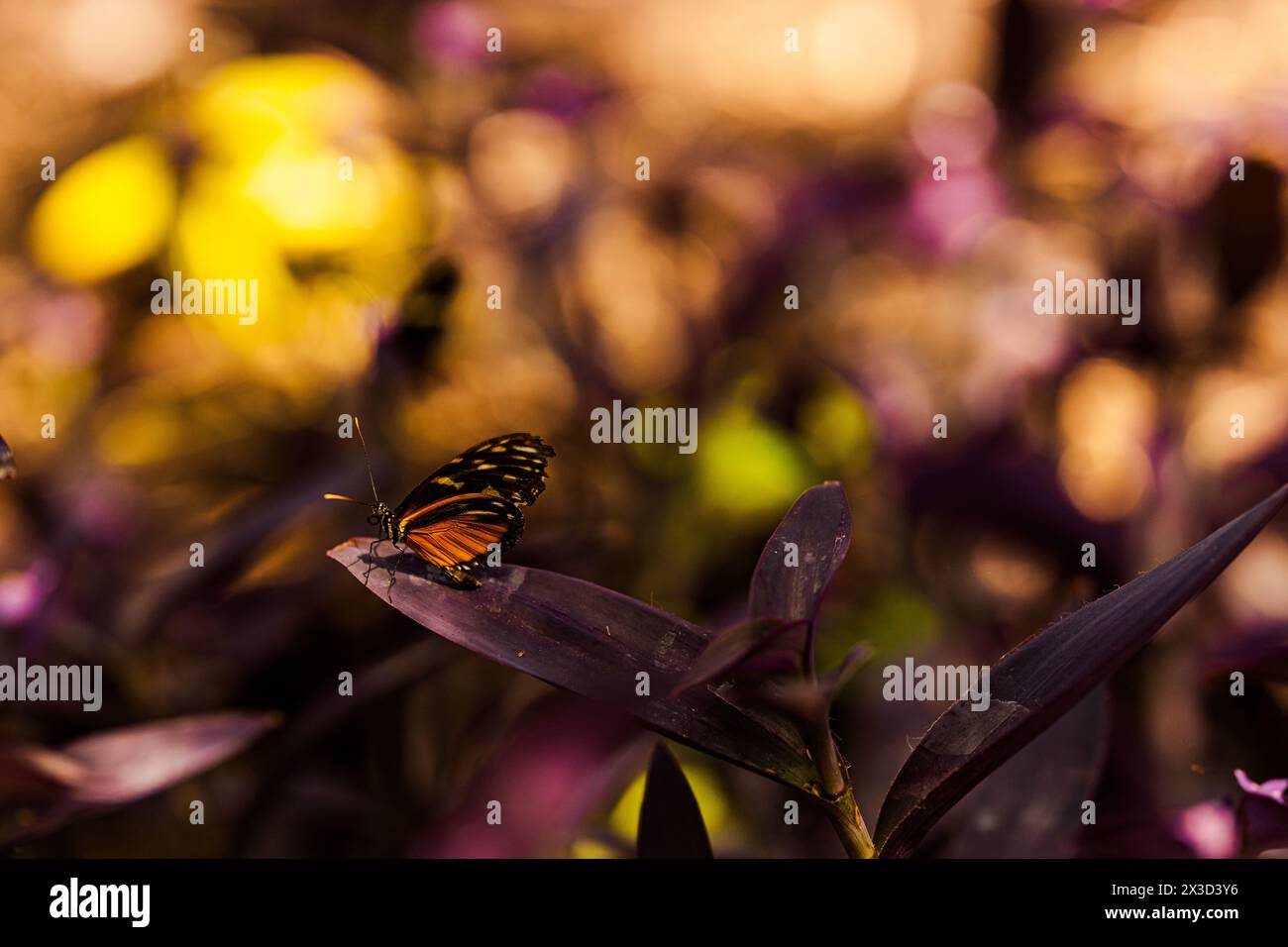 Papillon sur feuille violette avec bokeh clair doré Banque D'Images